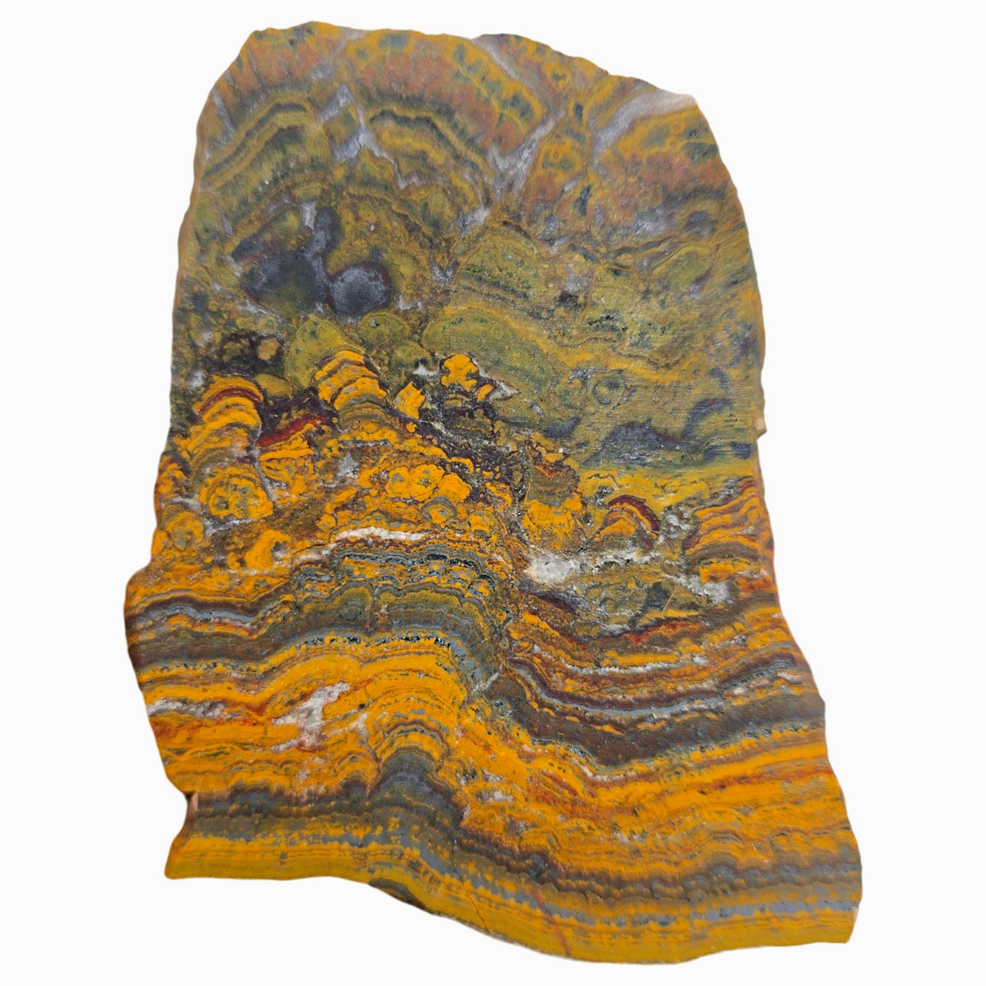 Apple Valley Jasper Slab Dry – Hematite Flowers Wavy Lines Stromatolite #3899-Photo7