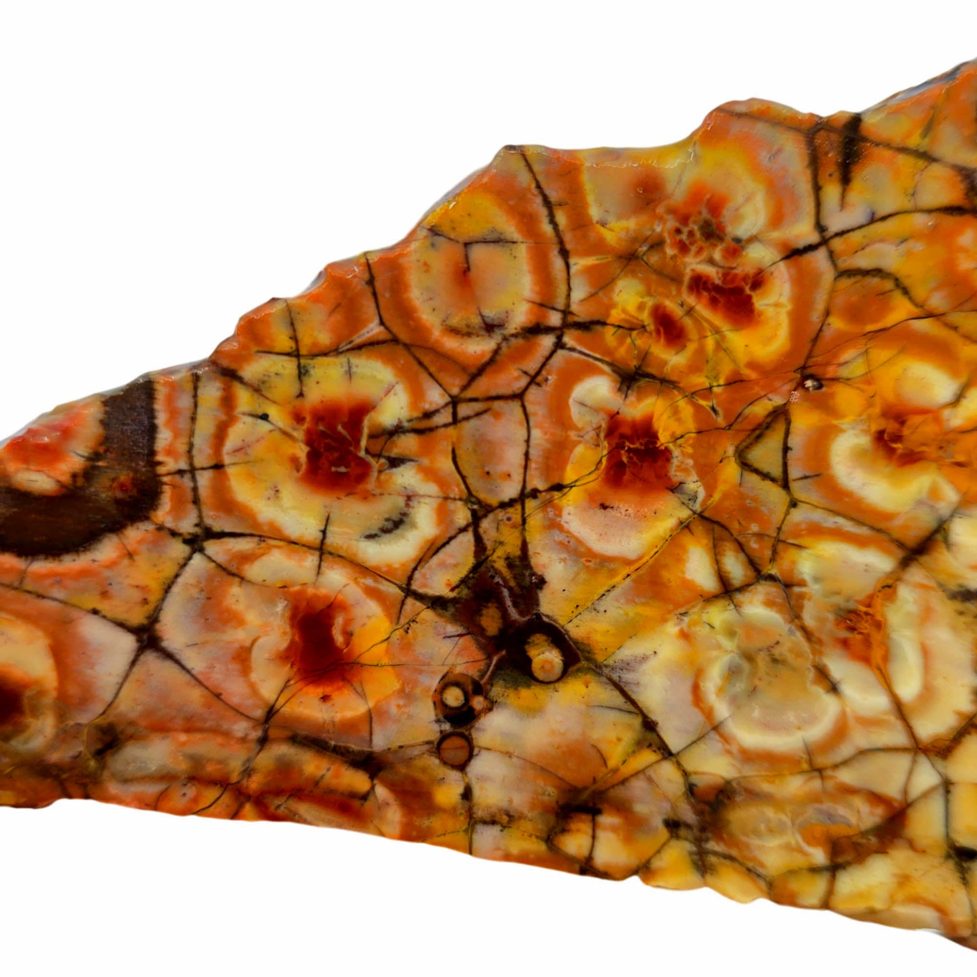 Birdseye Rhyolite Slab – Fiery Orange Red Spiderweb Orbicular Eyes #3900-Photo2