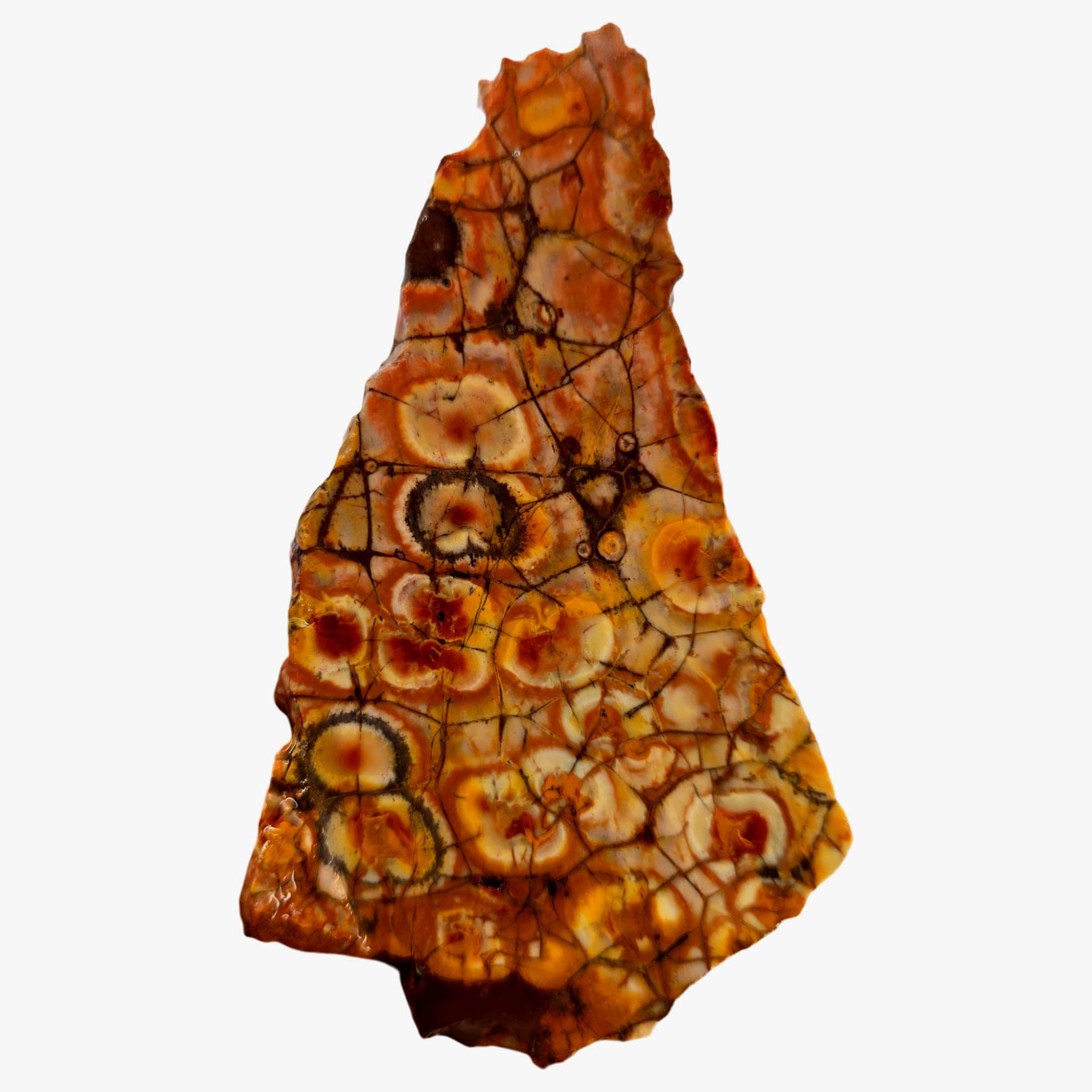 Birdseye Rhyolite Slab – Fiery Orange Red Spiderweb Orbicular Eyes #3900-Photo4