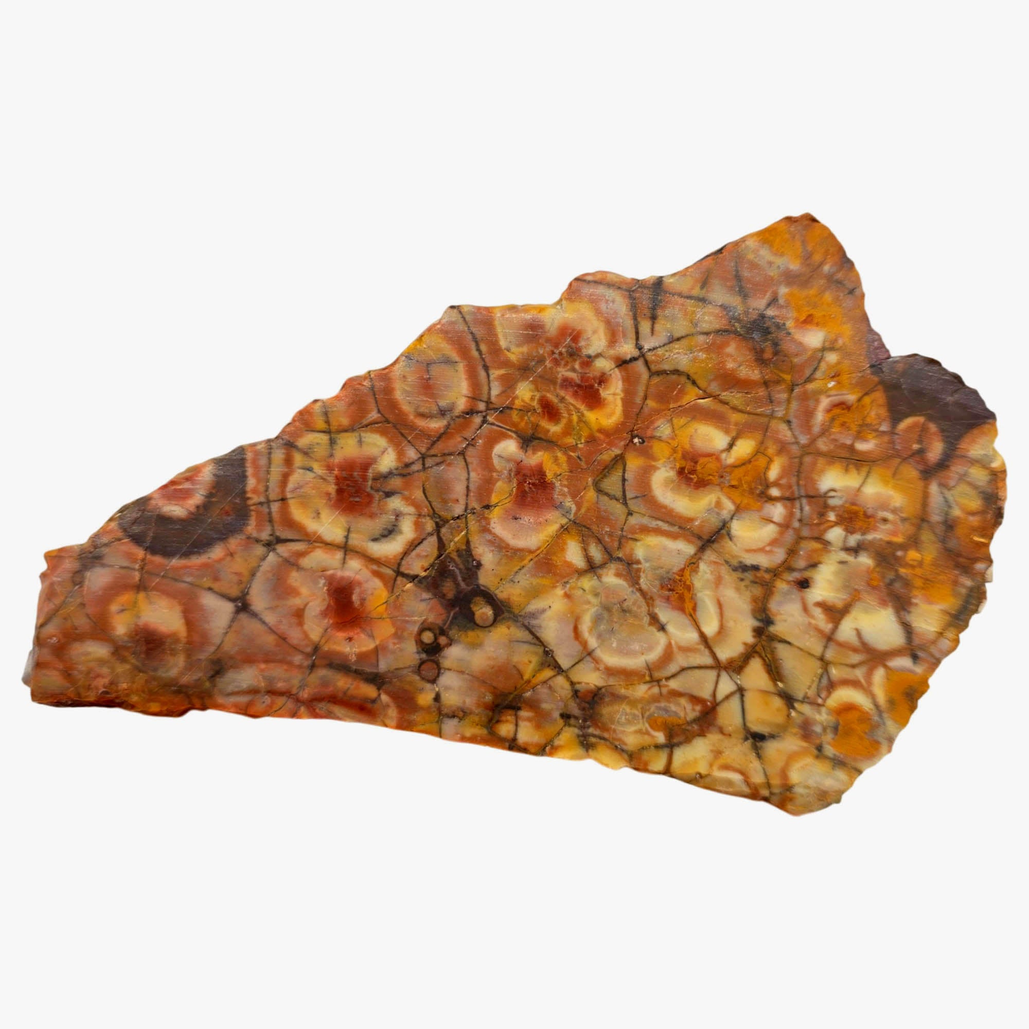 Birdseye Rhyolite Slab Dry – Fiery Orange Red Spiderweb Orbicular Eyes #3900-Photo5