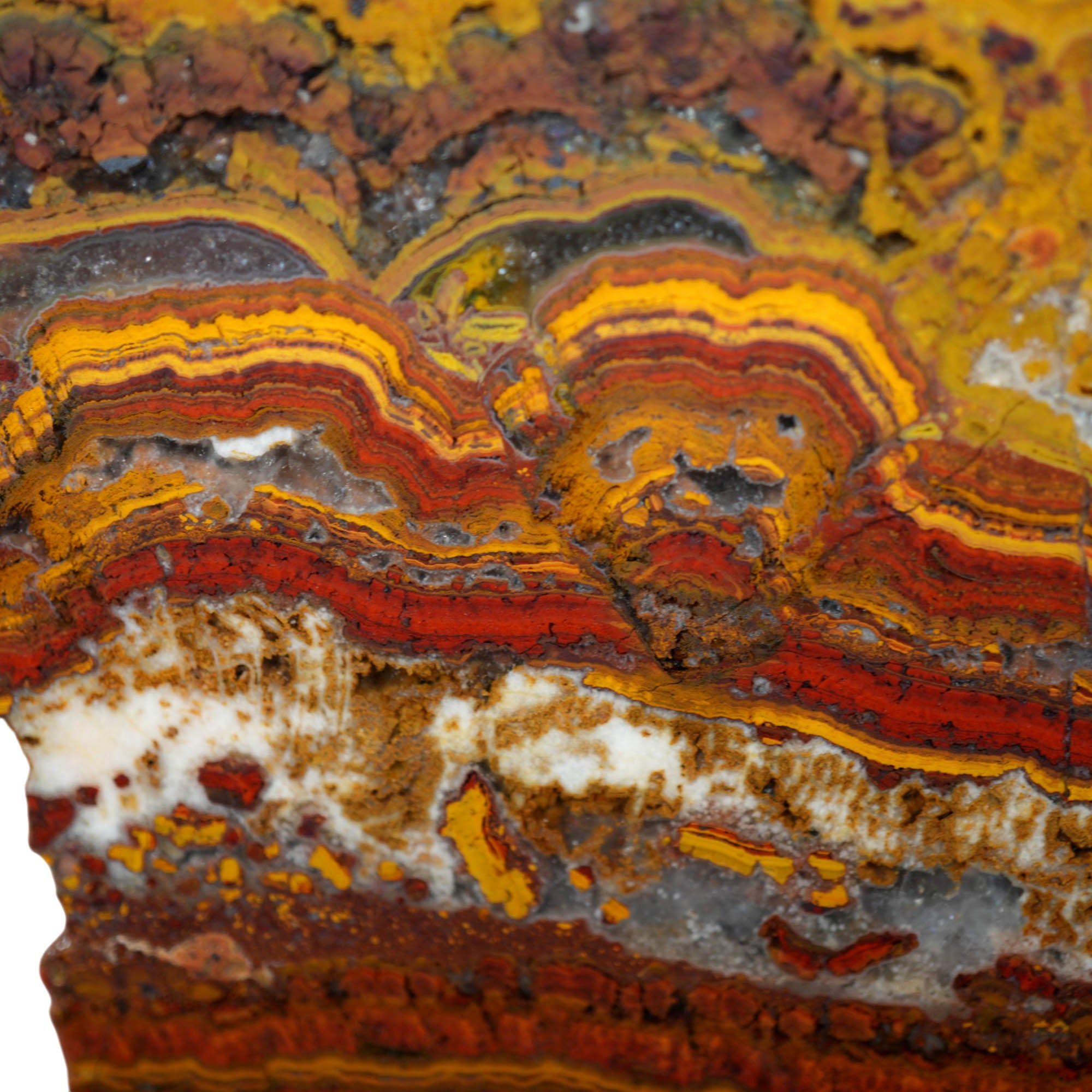 Apple Valley Jasper Slab – Flowing Hematite Flowers Oolitic Stromatolite #3908-Photo3