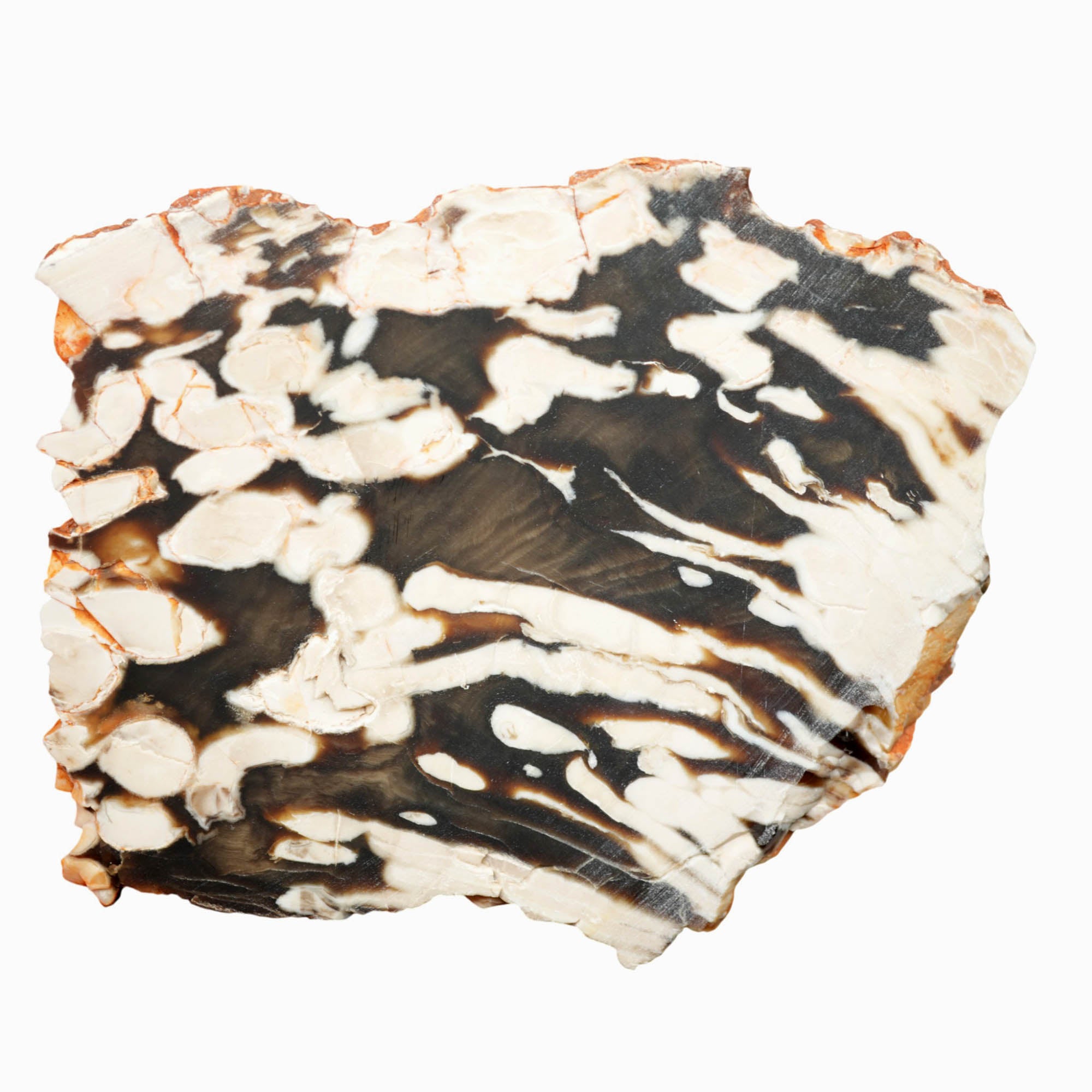 Peanut Wood Petrified Wood Slab Dry – Rare Australian Cretaceous Driftwood #3910-Photo5