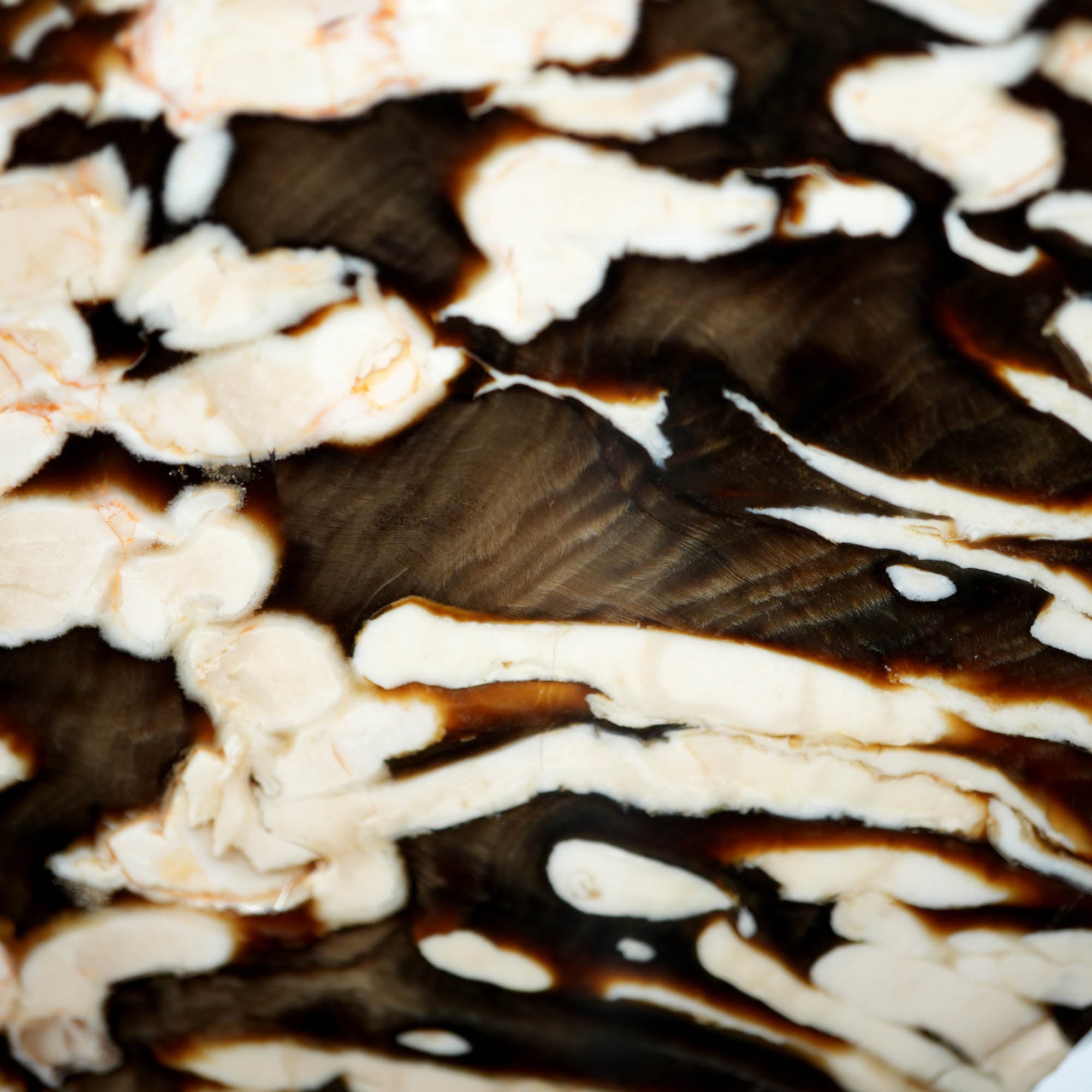 Peanut Wood Petrified Wood Slab – White Void Teredo Shipworm Fossil #3910-Photo2