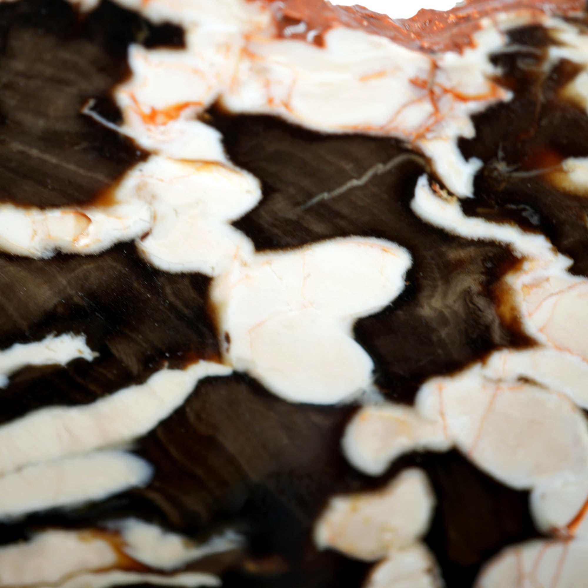 Peanut Wood Petrified Wood Slab – White Void Teredo Shipworm Fossil #3910-Photo4