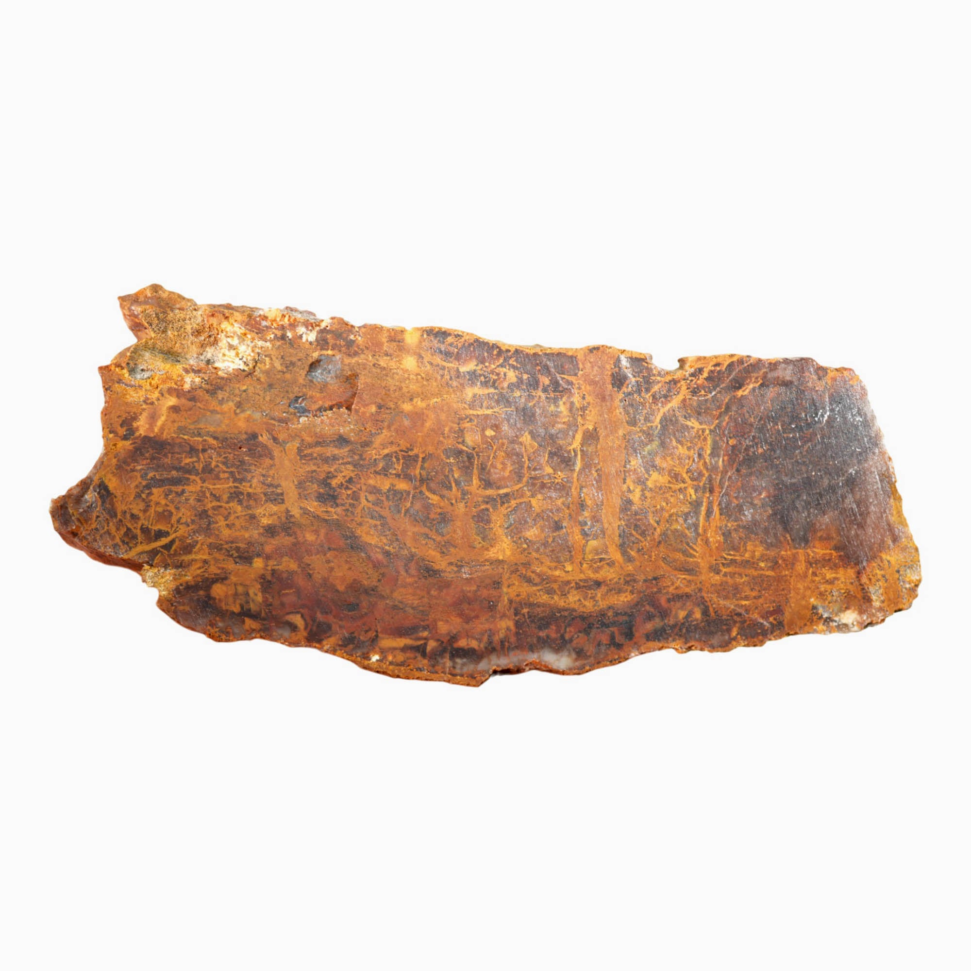 Madagascar Petrified Wood Slab Dry – Lightning Strike Gold Patterns #3916-Photo6