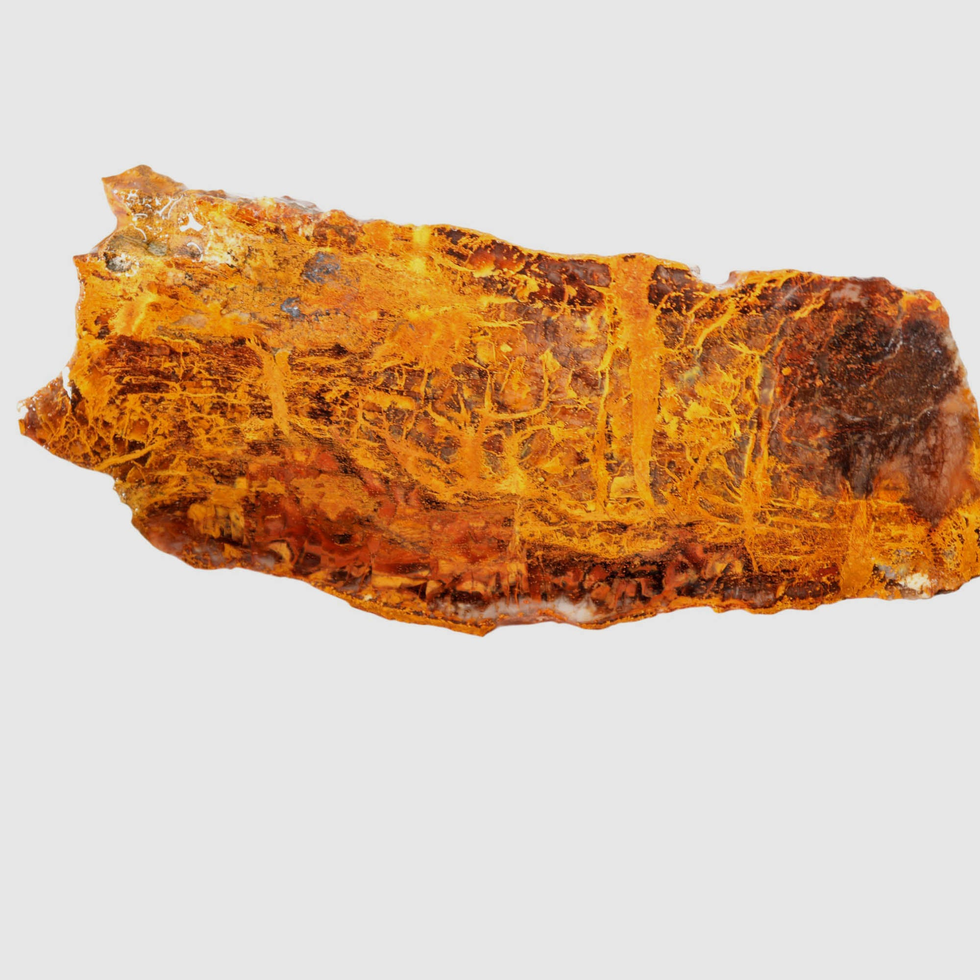 Madagascar Petrified Wood Slab – Lightning Strike Gold Patterns #3916-Photo1