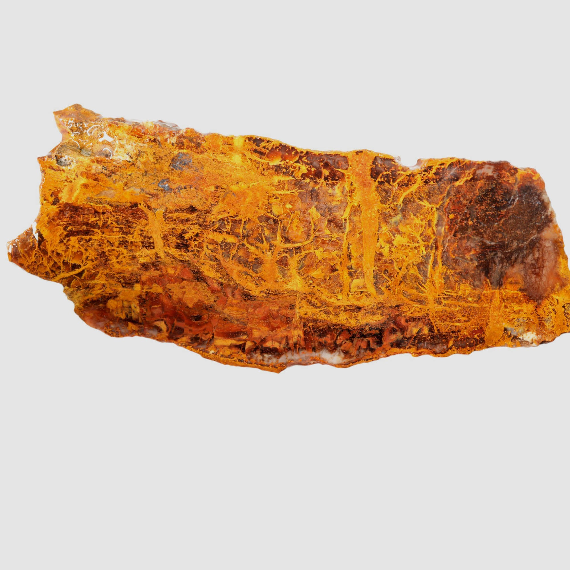 Madagascar Petrified Wood Slab – Lightning Strike Gold Patterns #3916-Photo2