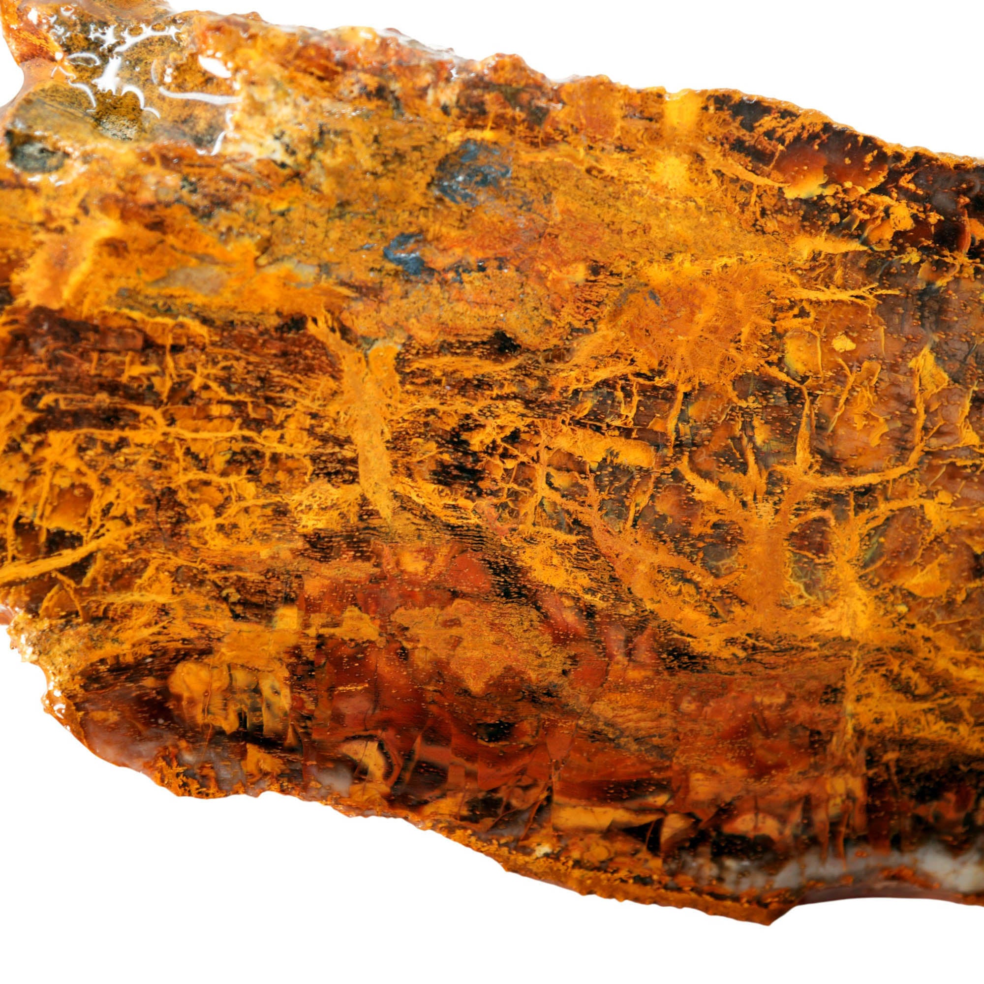Madagascar Petrified Wood Slab – Lightning Strike Gold Patterns #3916-Photo3