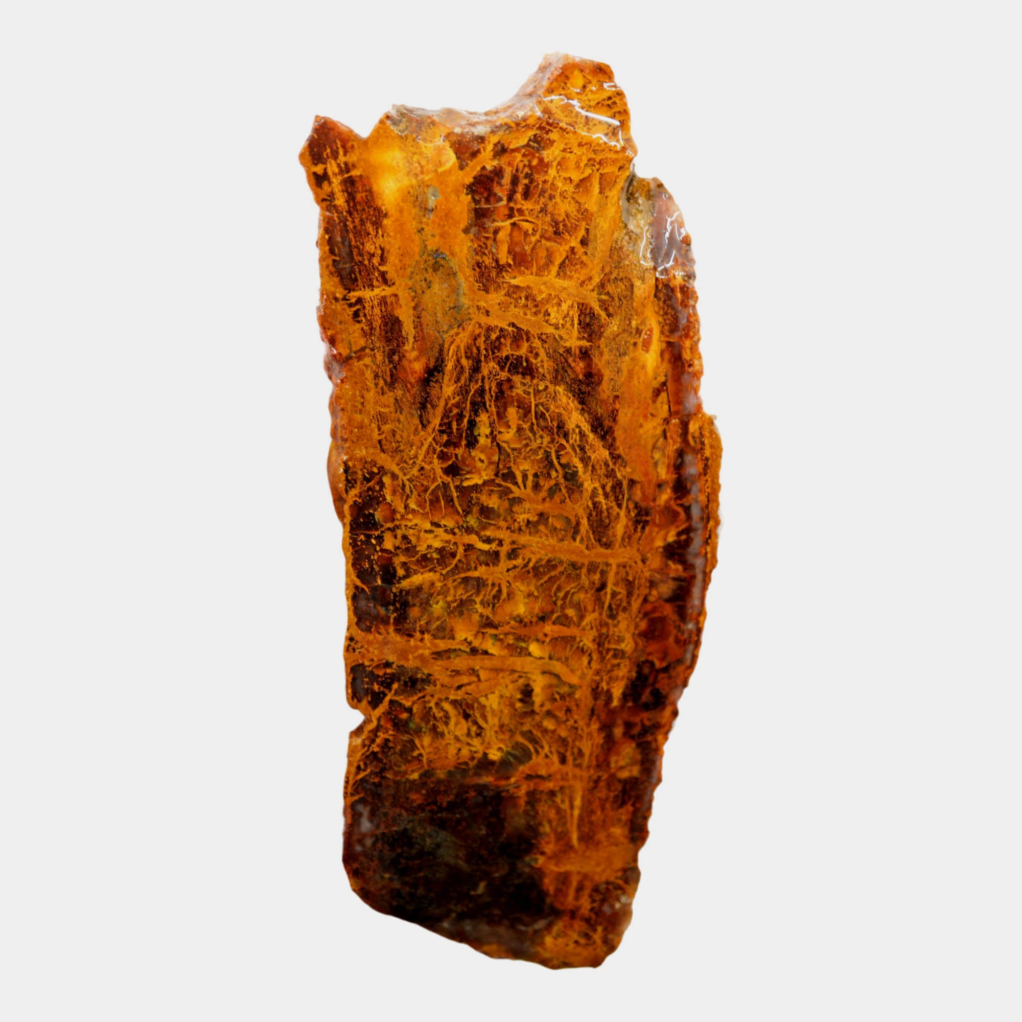 Madagascar Petrified Wood Slab – Lightning Strike Gold Patterns #3916-Photo4