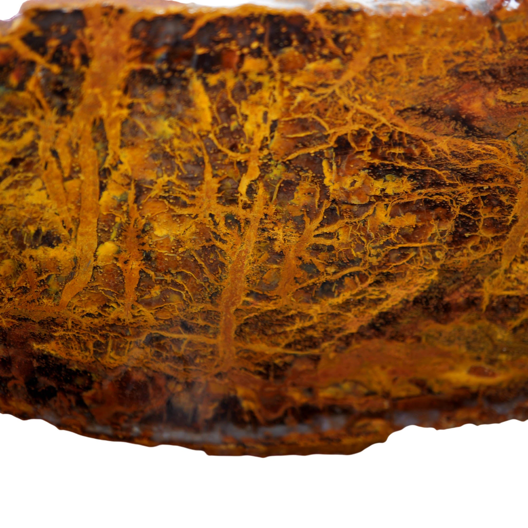 Madagascar Petrified Wood Slab – Lightning Strike Gold Patterns #3916-Photo5