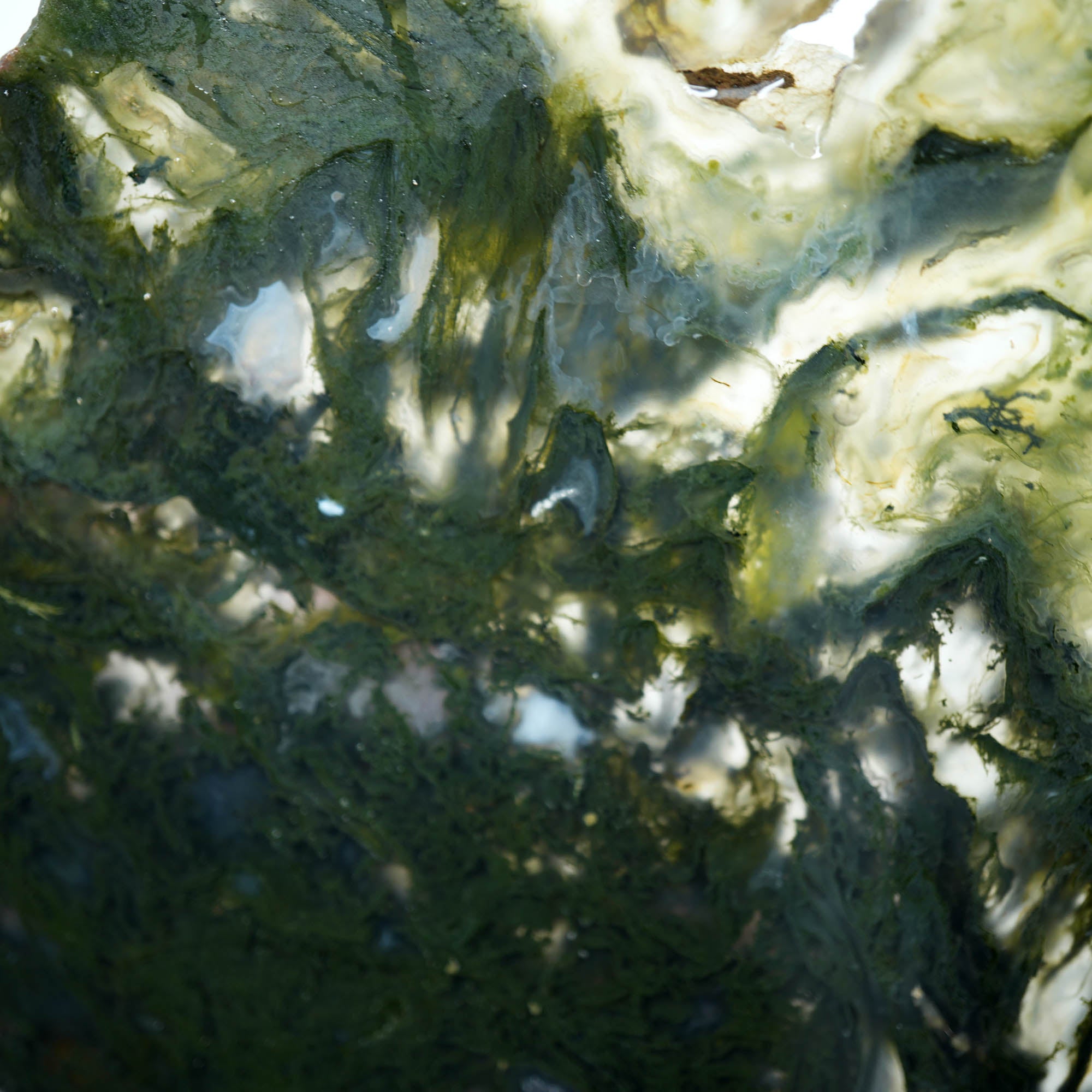 Maury Mountain Moss Agate Slab – Fantastic Green Moss Oregon Classic #3922-Photo2