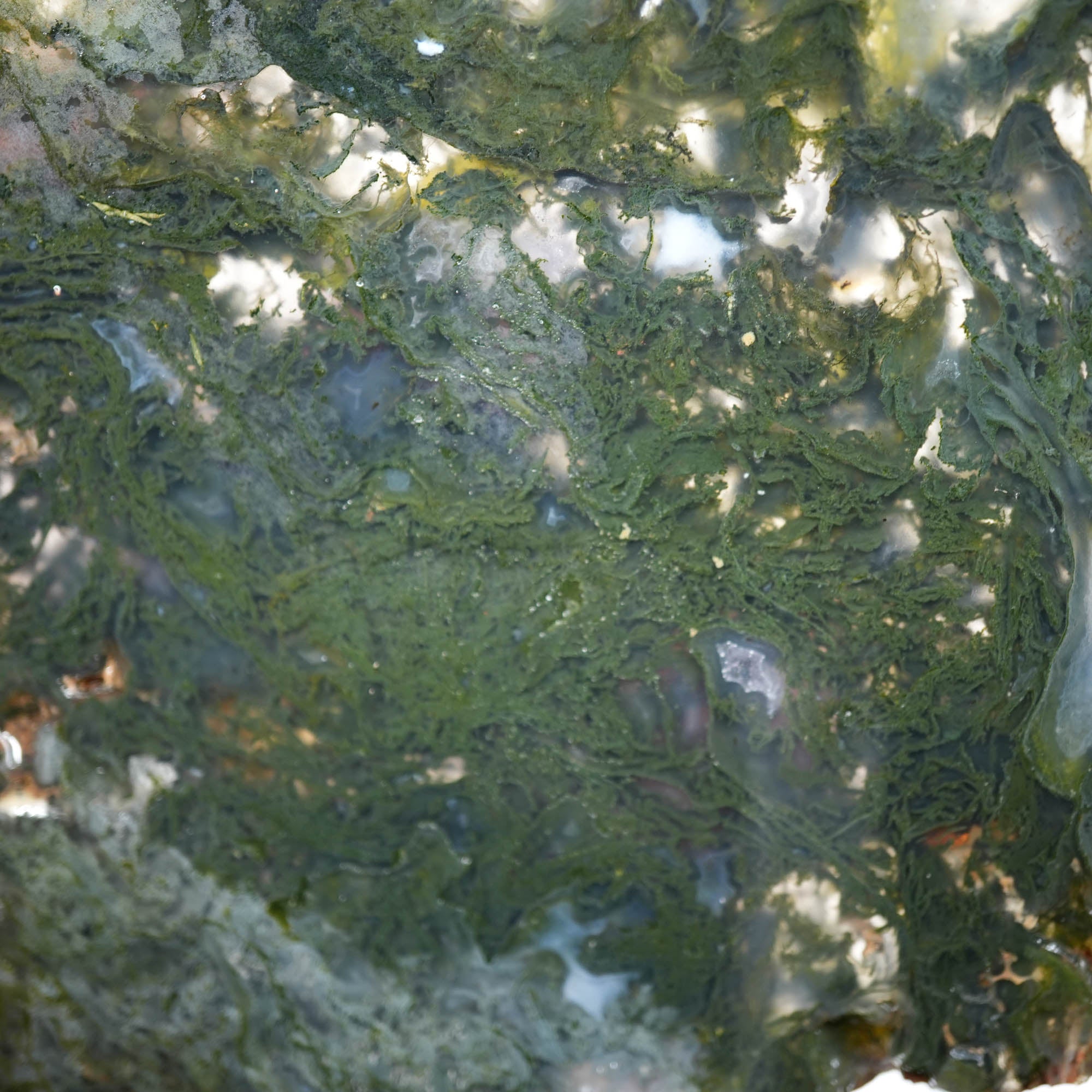 Maury Mountain Moss Agate Slab – Fantastic Green Moss Oregon Classic #3922-Photo5