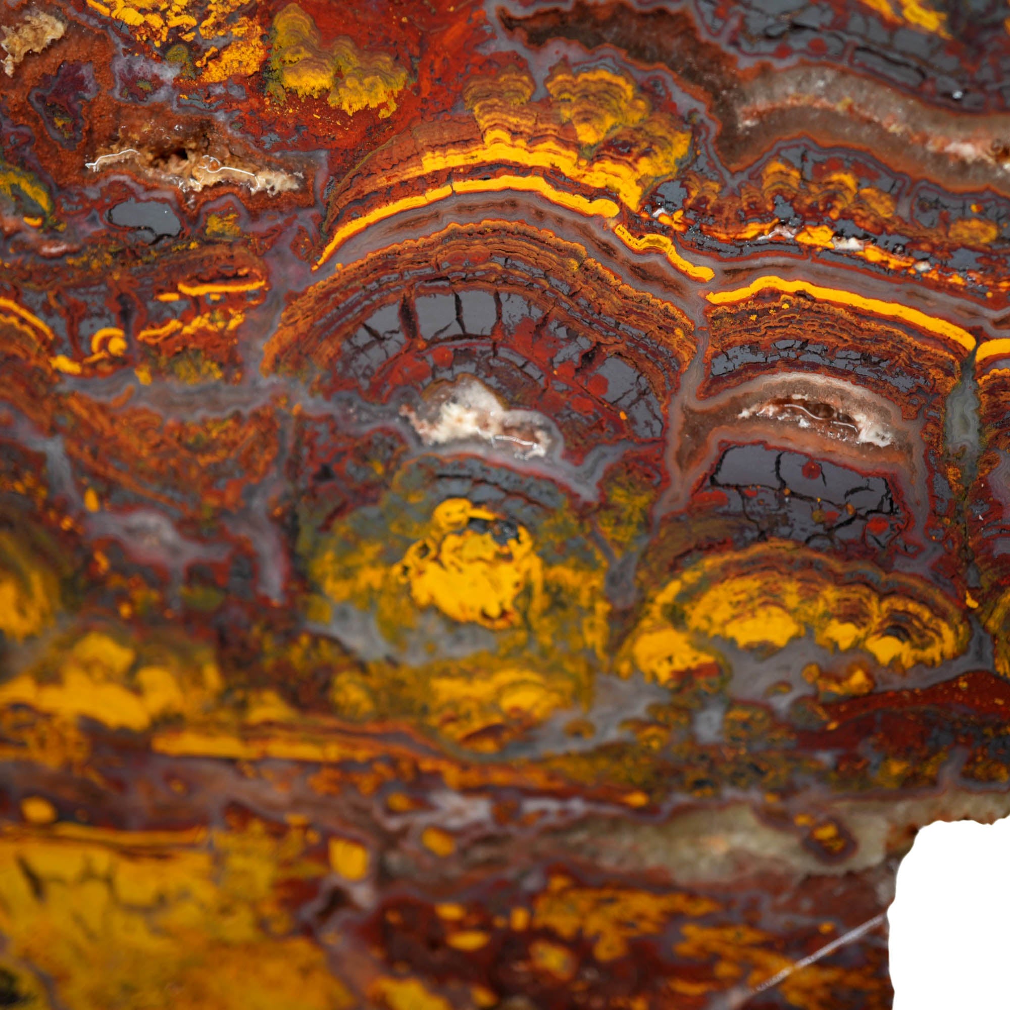 Apple Valley Jasper Slab - Deep Red Hematite Flowers Stromatolite #3929-1