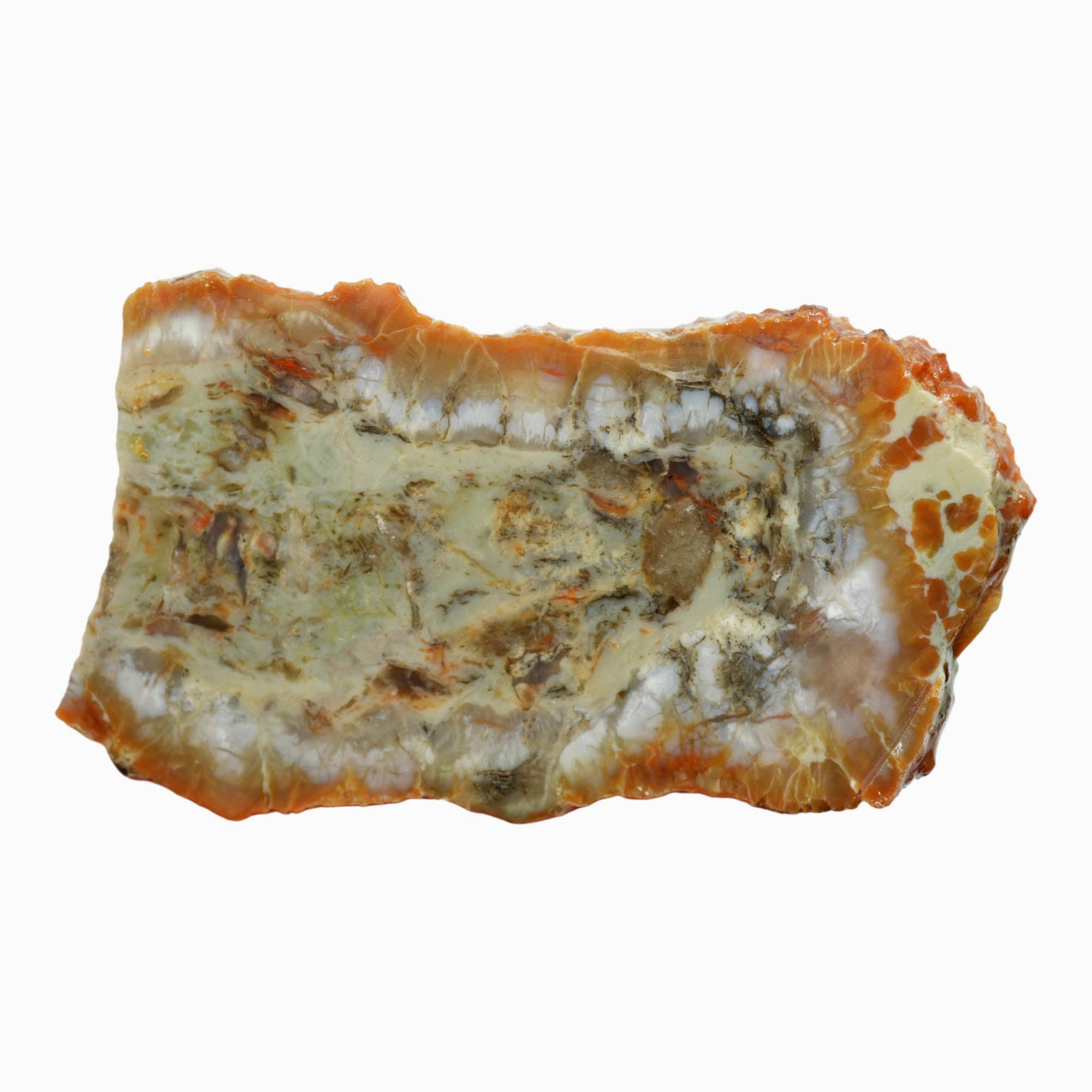 Coprolite Slab – Cow Patty Structure Utah Fossil Cabochon! #3930-Photo2