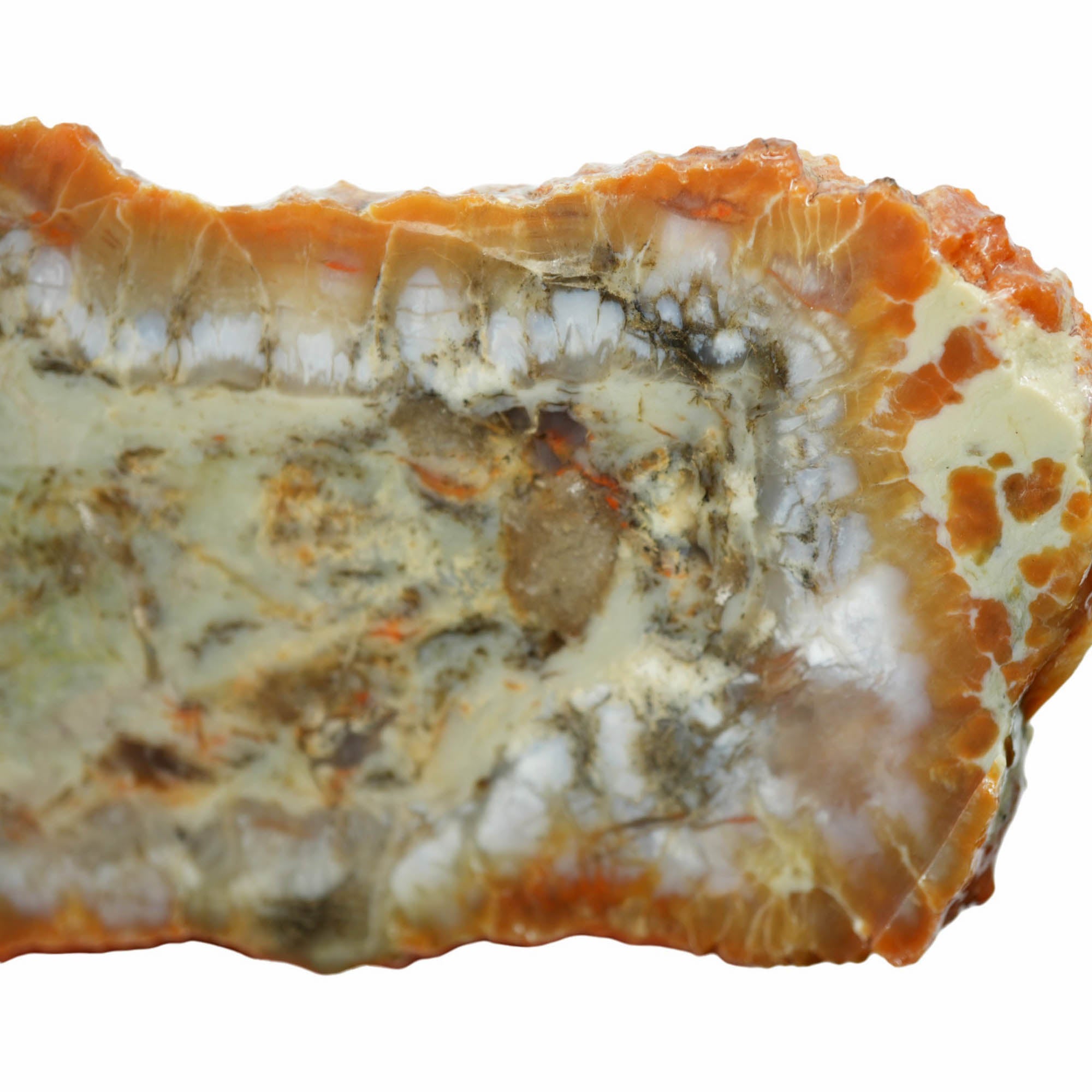 Coprolite Slab – Cow Patty Structure Utah Fossil Cabochon! #3930-Photo3