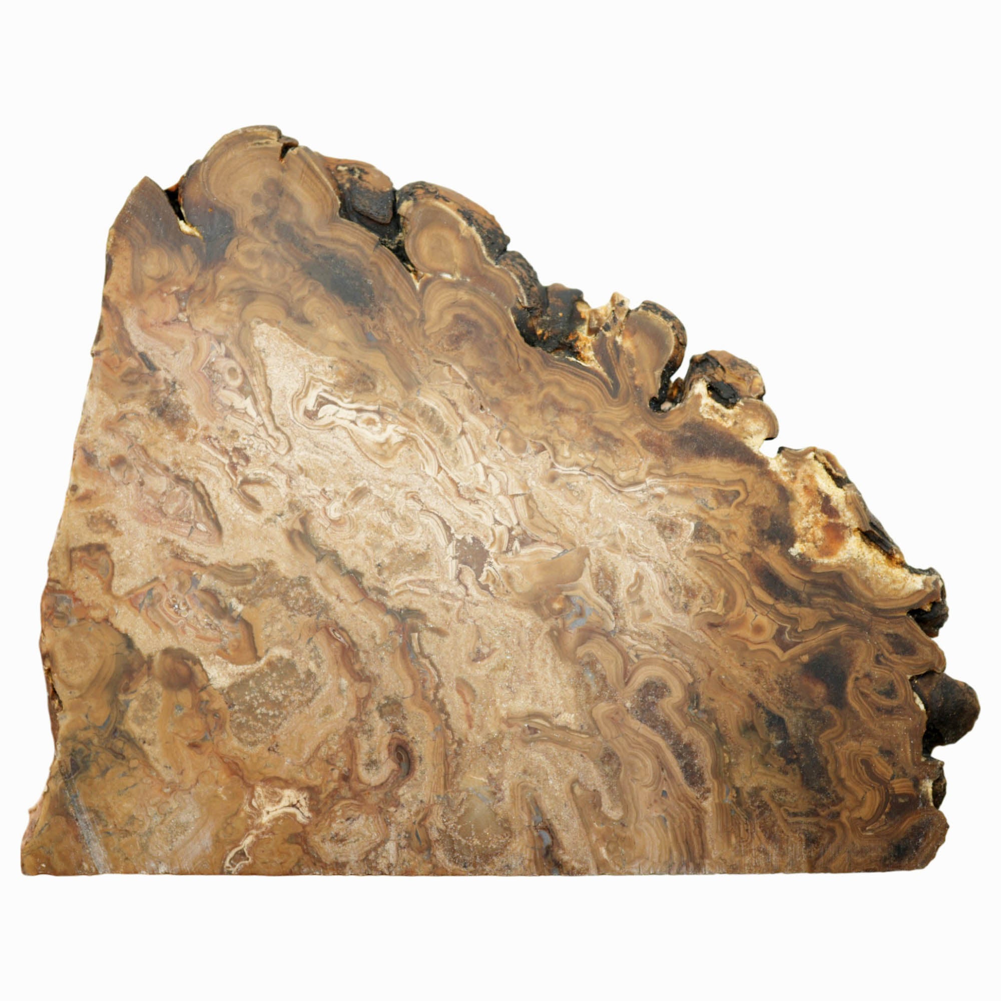 Wyoming Fossil Stromatolite Slab Dry – Coffee Pattern Green River Formation #3937-Photo6