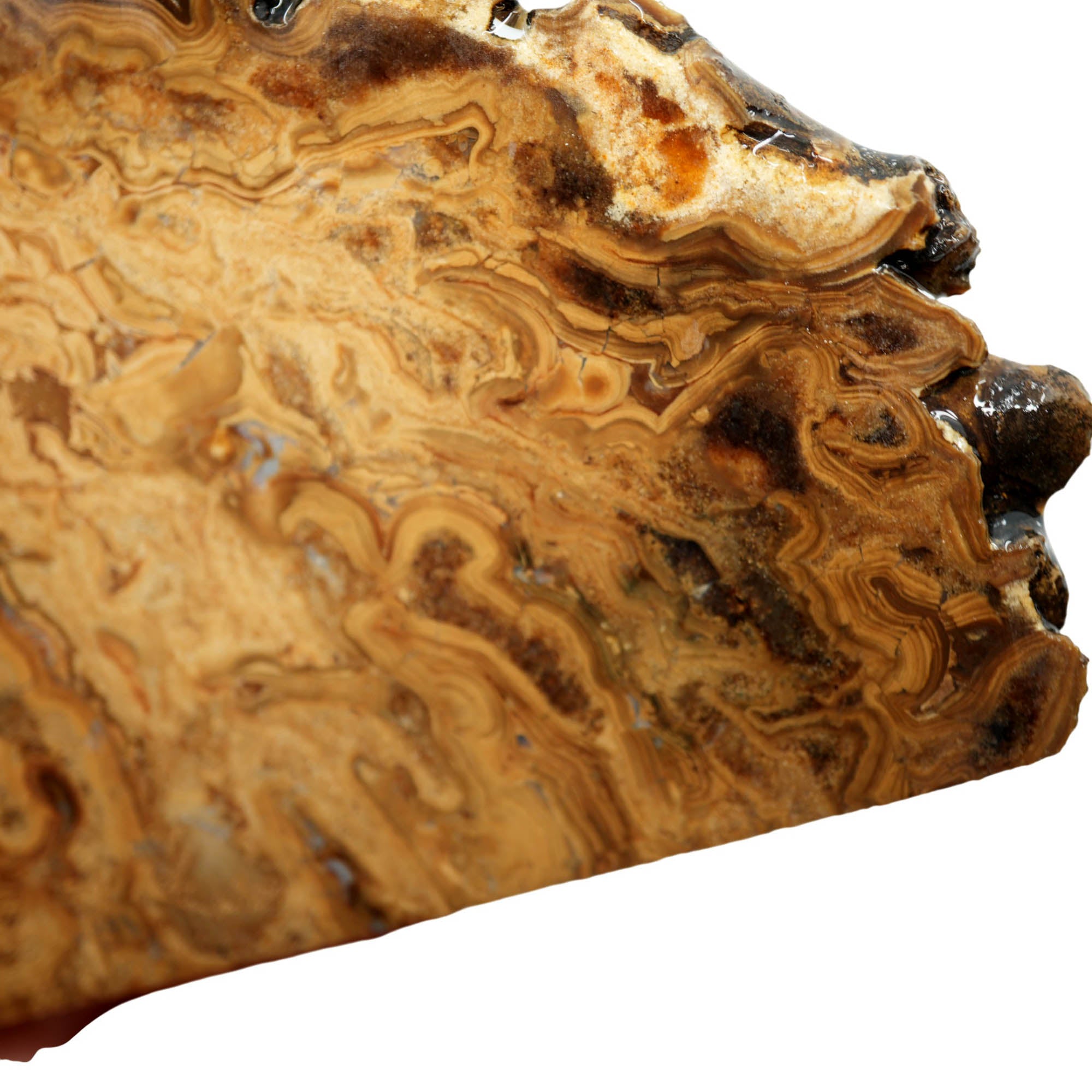 Wyoming Fossil Stromatolite Slab – Coffee Pattern Flowing Bacterial Colonies #3937-Photo2