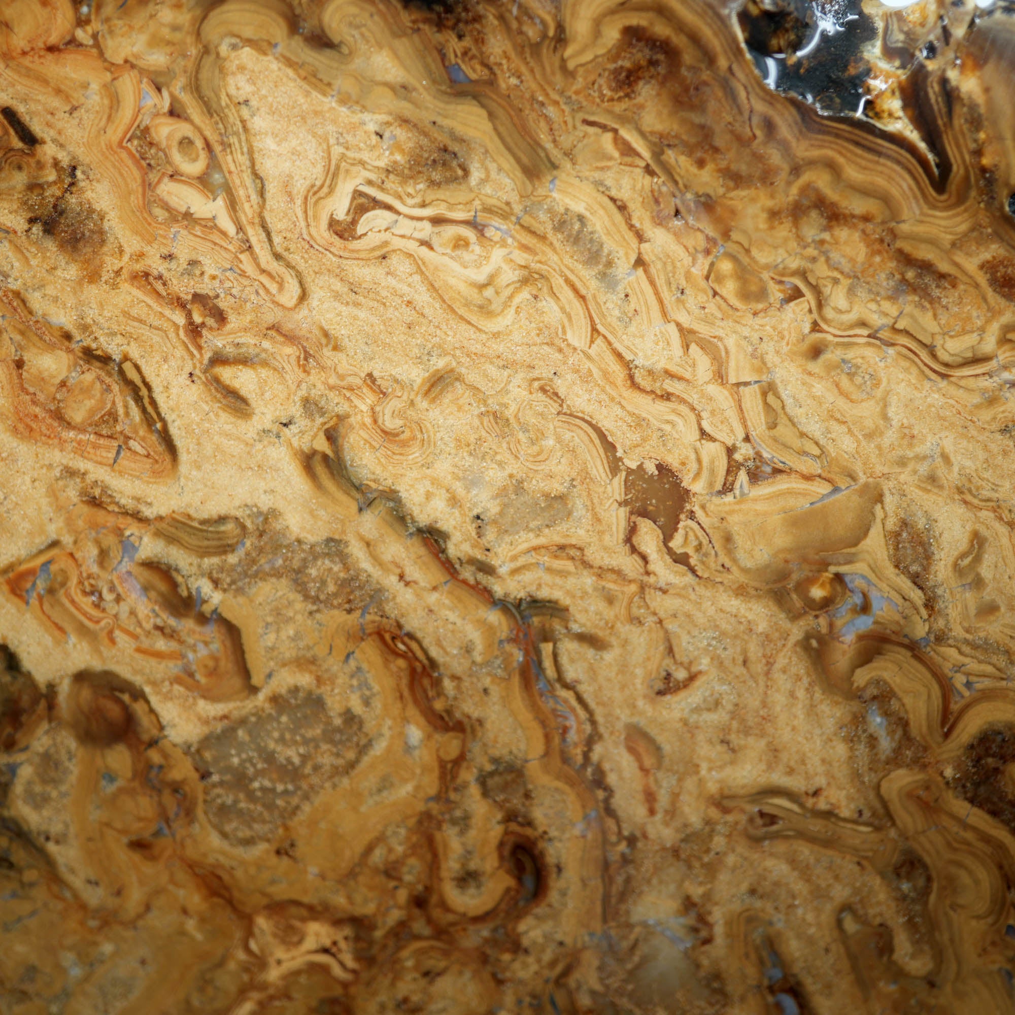 Wyoming Fossil Stromatolite Slab – Coffee Pattern Flowing Bacterial Colonies #3937-Photo3
