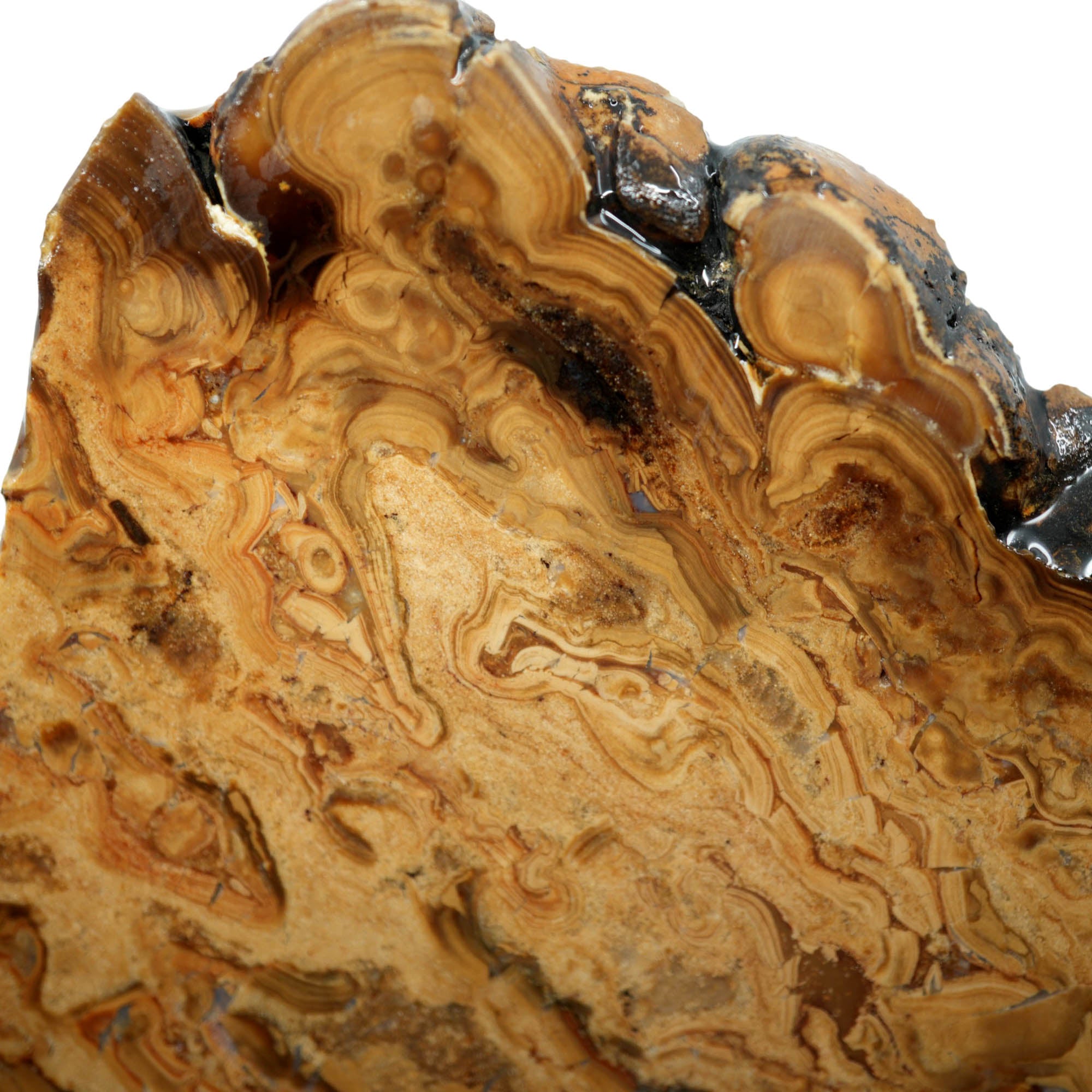 Wyoming Fossil Stromatolite Slab – Coffee Pattern Flowing Bacterial Colonies #3937-Photo4