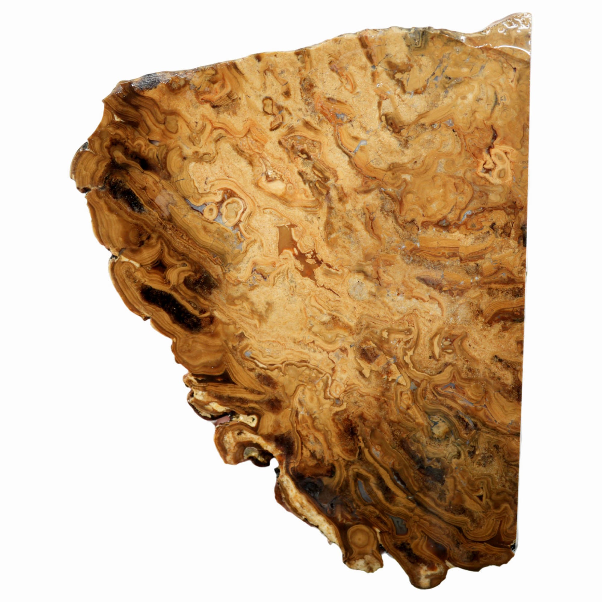 Wyoming Fossil Stromatolite Slab – Coffee Pattern Flowing Bacterial Colonies #3937-Photo5