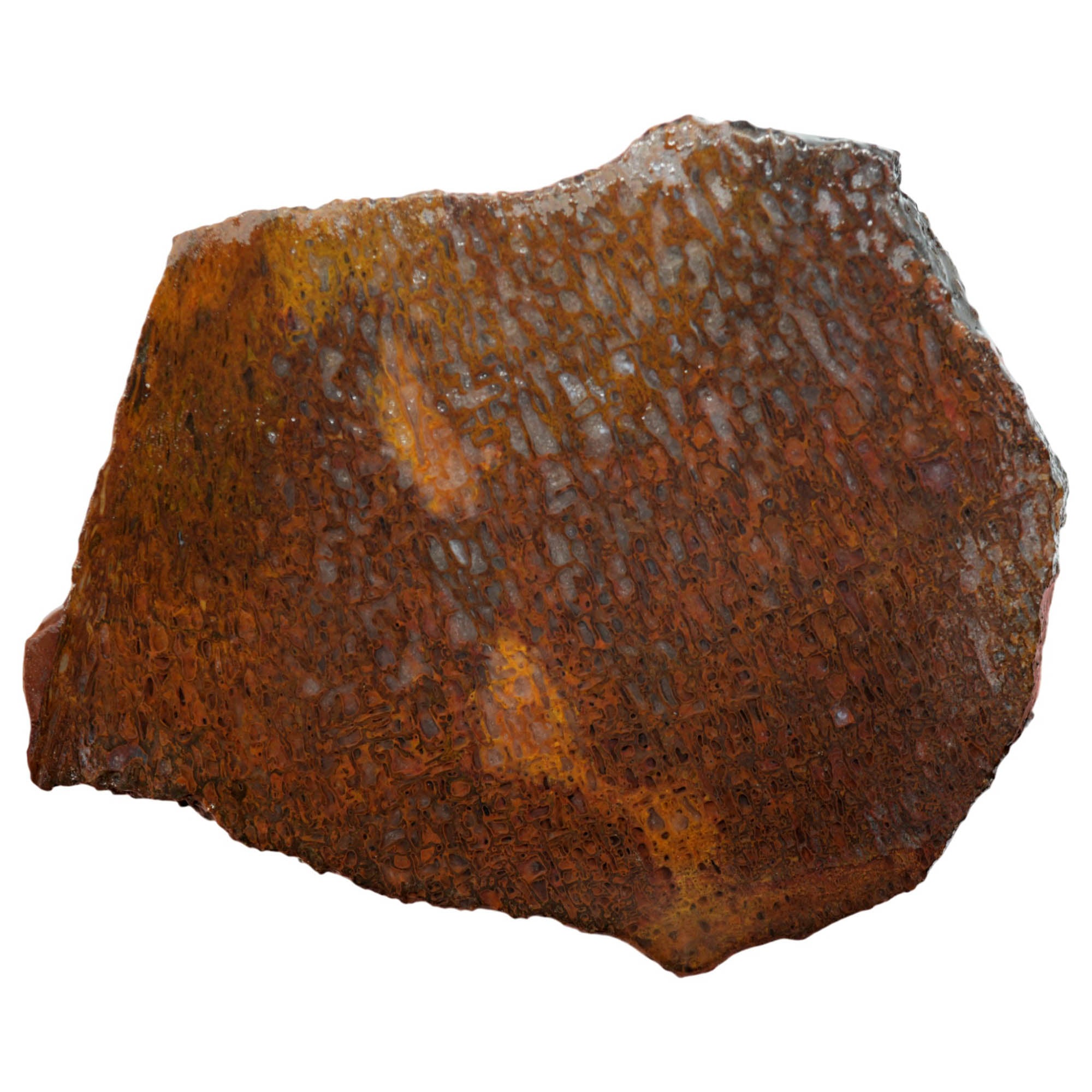 Gem Dinosaur Bone Slab - Darker Cell Pattern Morrison Formation #3948-Photo1