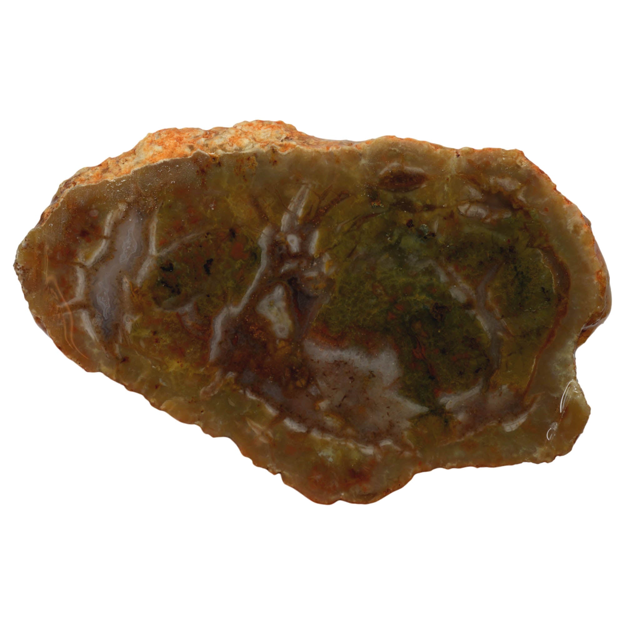 Coprolite Slab - Green Brecciated Pattern Morrison Formation Fossil! #3955-1