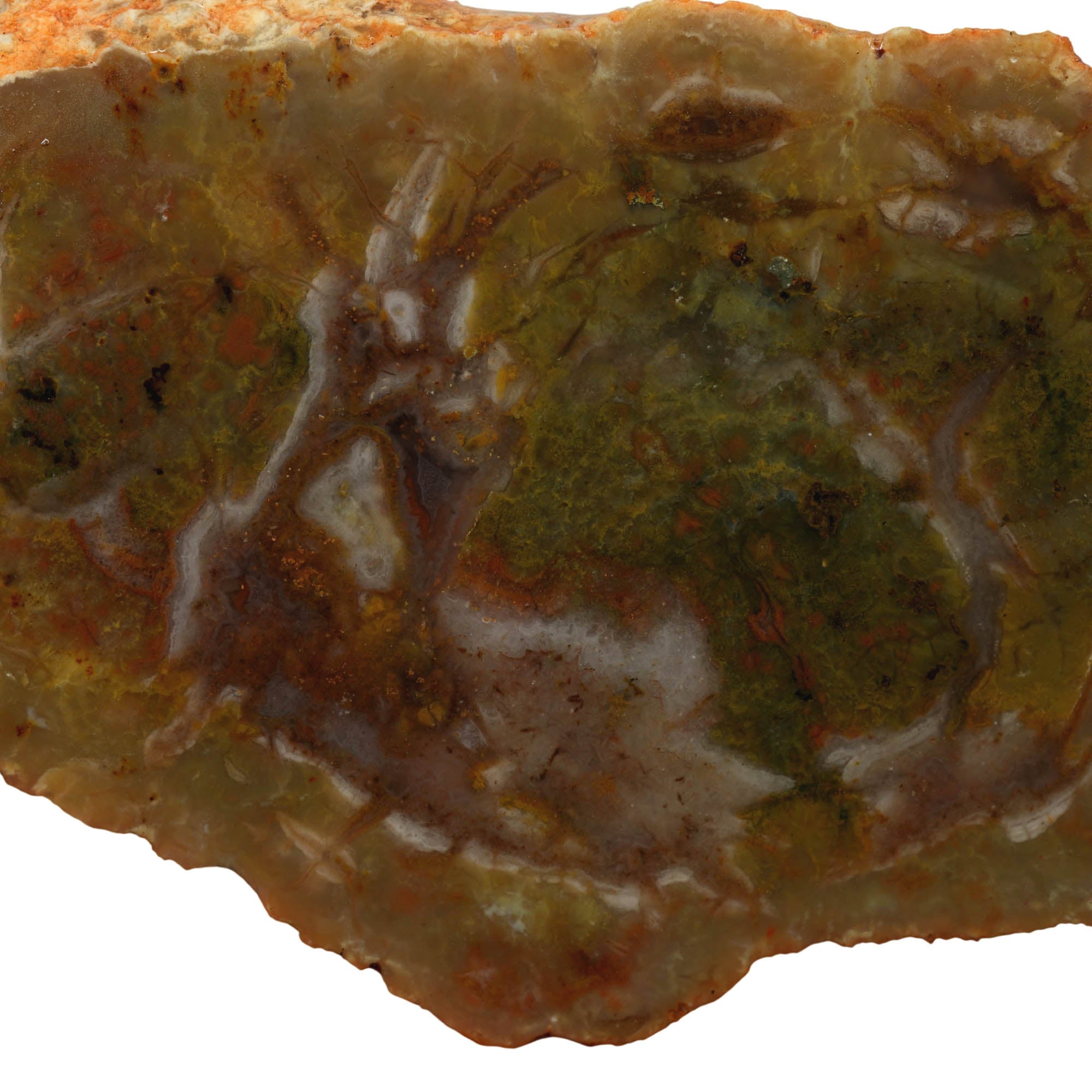 Coprolite Slab - Green Brecciated Pattern Morrison Formation Fossil! #3955-2