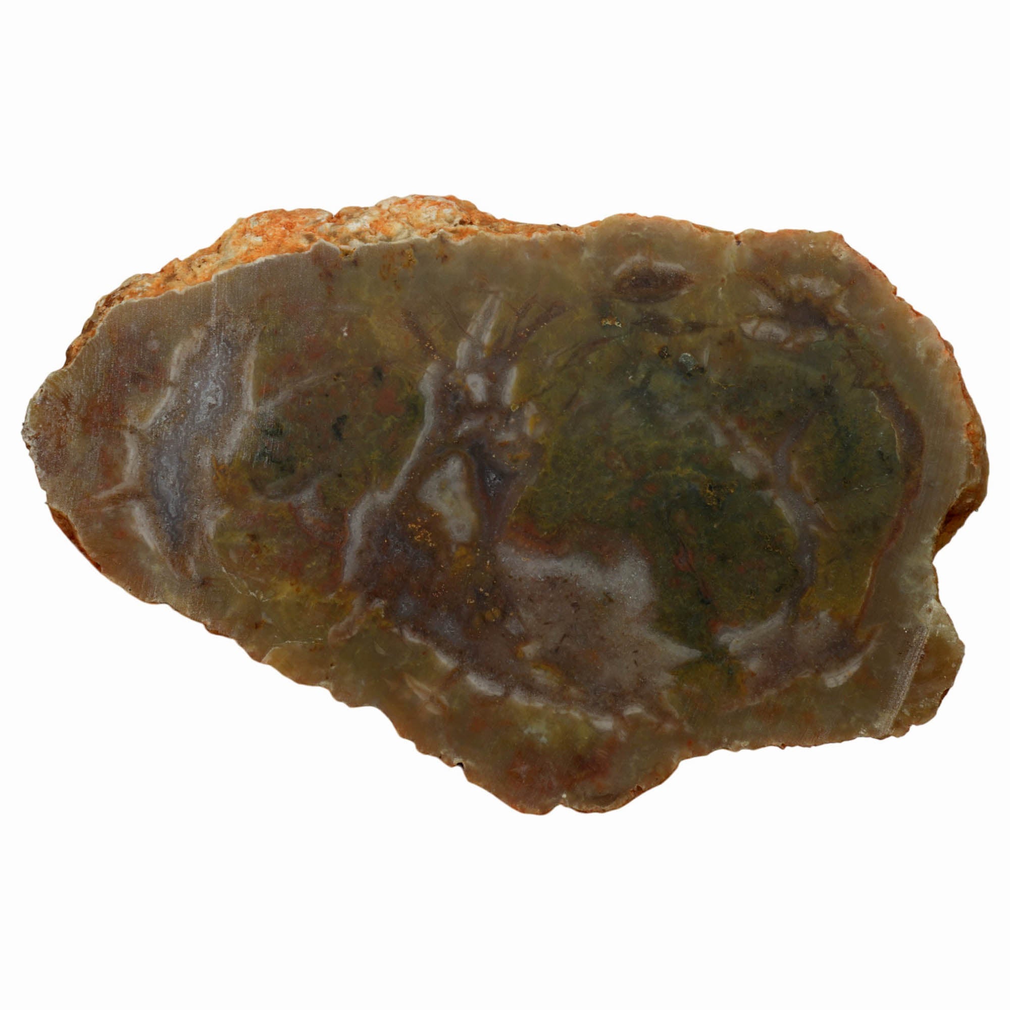 Coprolite Slab Dry - Green Brecciated Pattern Morrison Formation Fossil! #3955-4