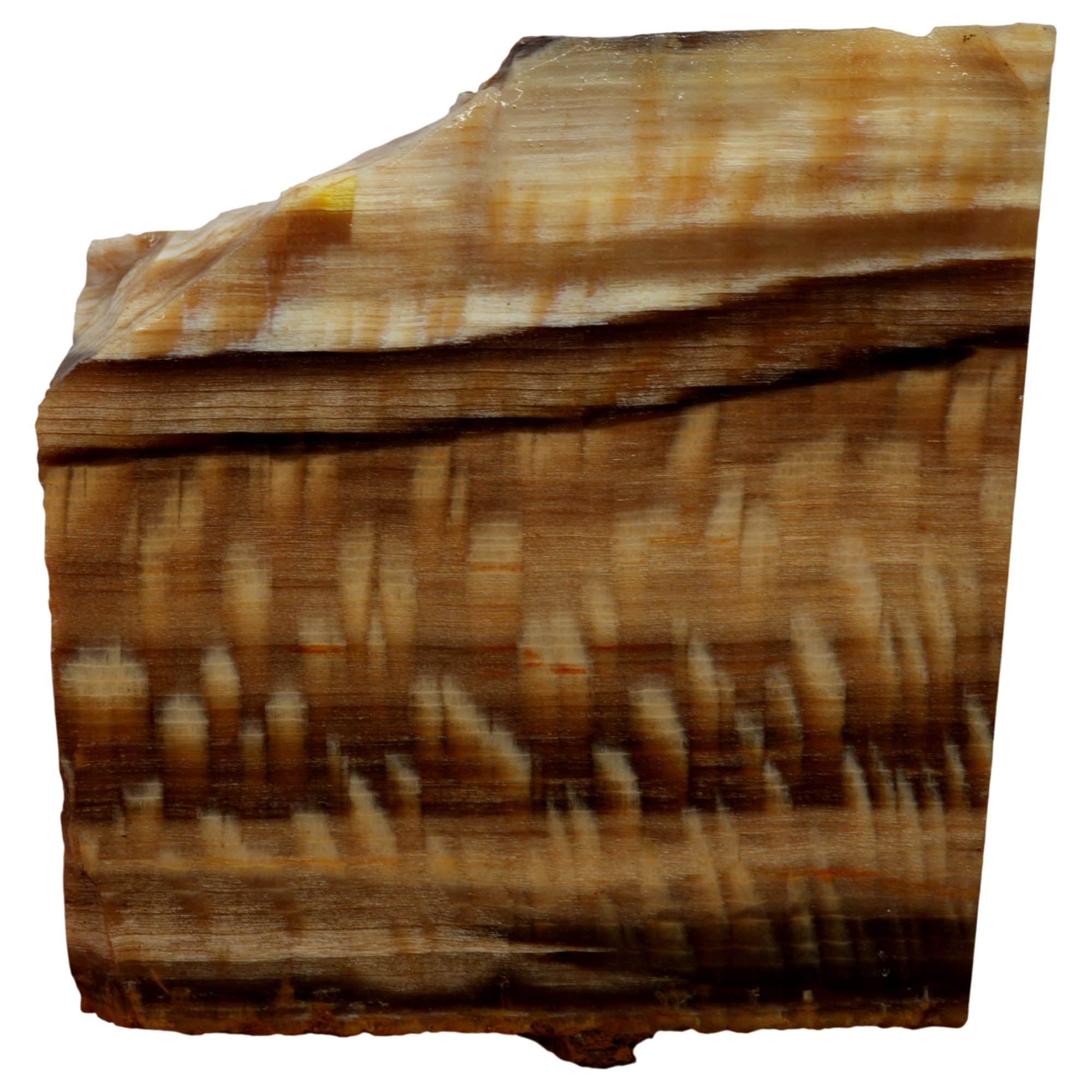 Badger Pocket Petrified Sycamore Wood Slab Prime Pattern Ultra Rare #3958-Photo1