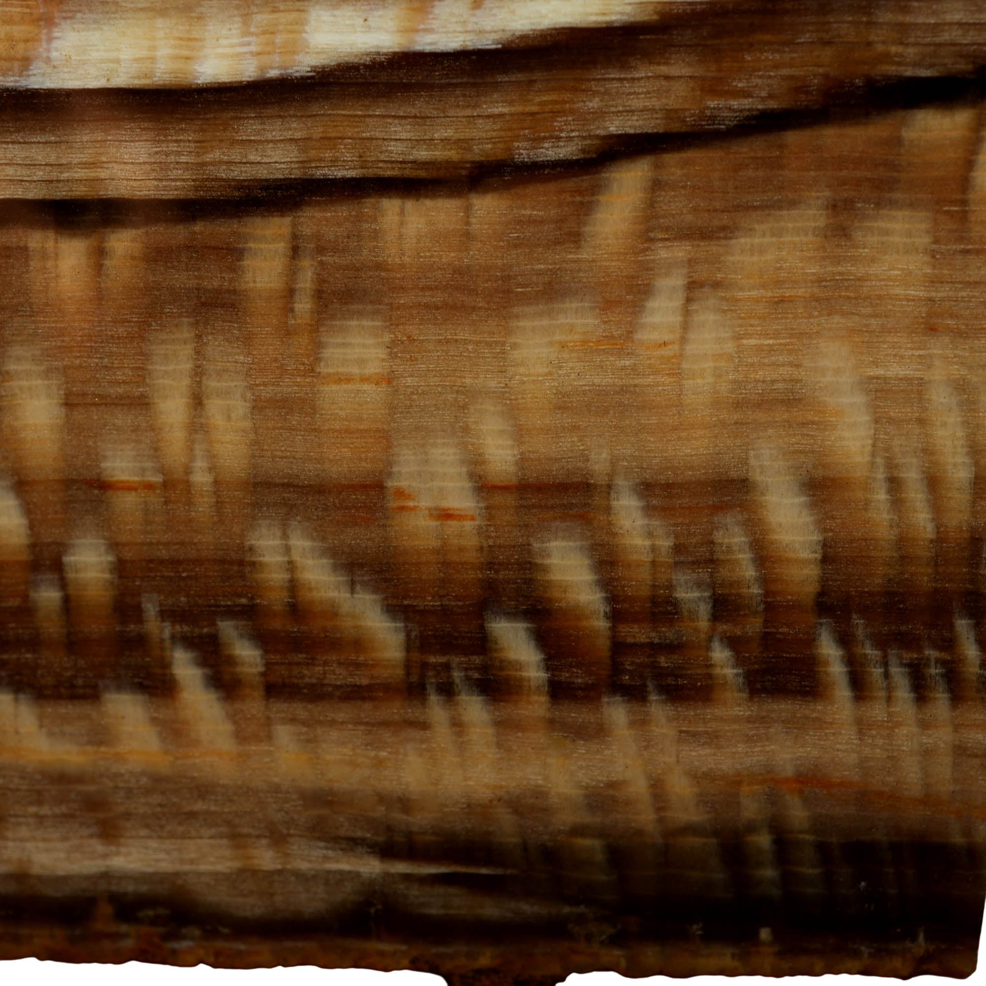 Badger Pocket Petrified Sycamore Wood Slab Prime Pattern Ultra Rare #3958-Photo2