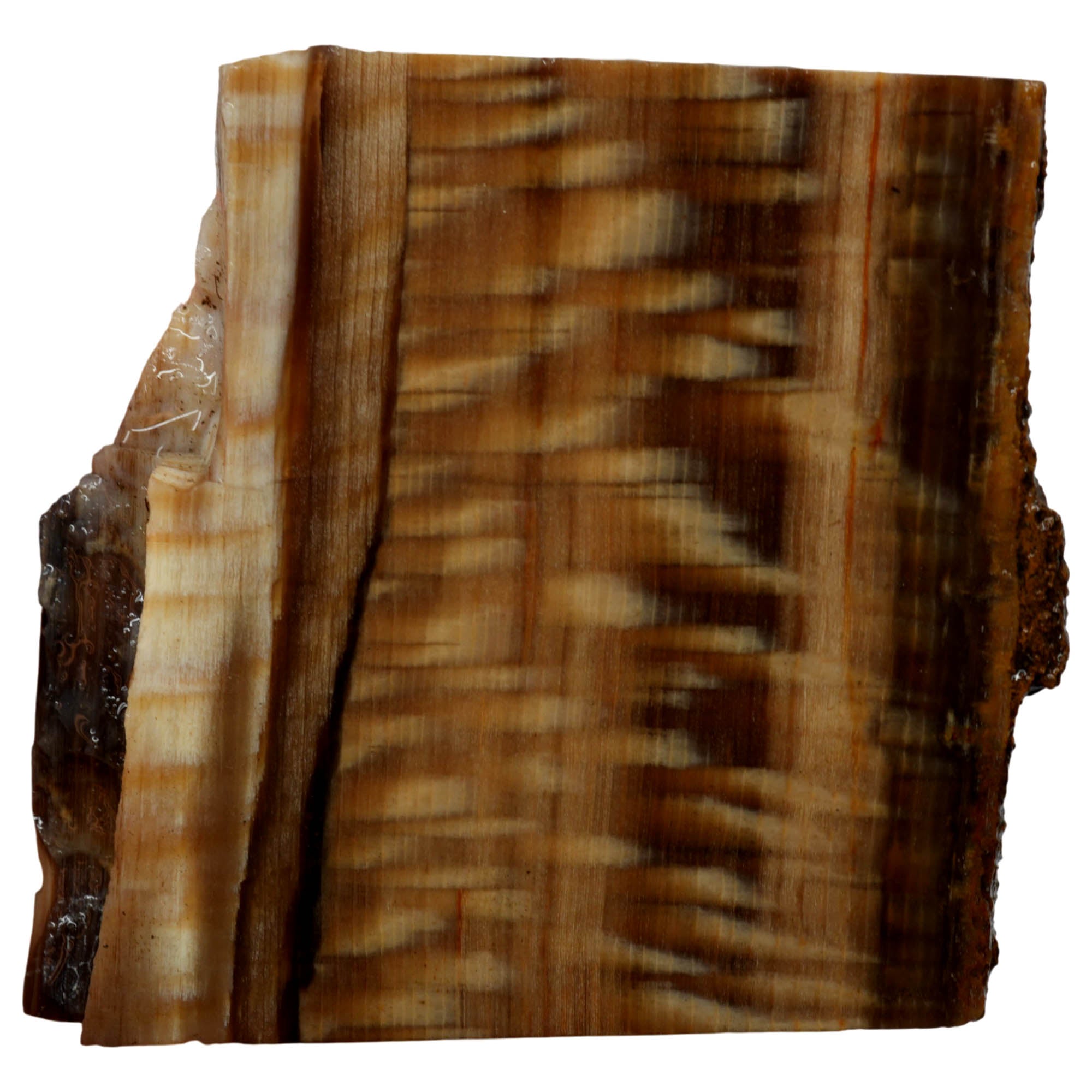 Badger Pocket Petrified Sycamore Wood Slab Prime Pattern Ultra Rare #3958-Photo4