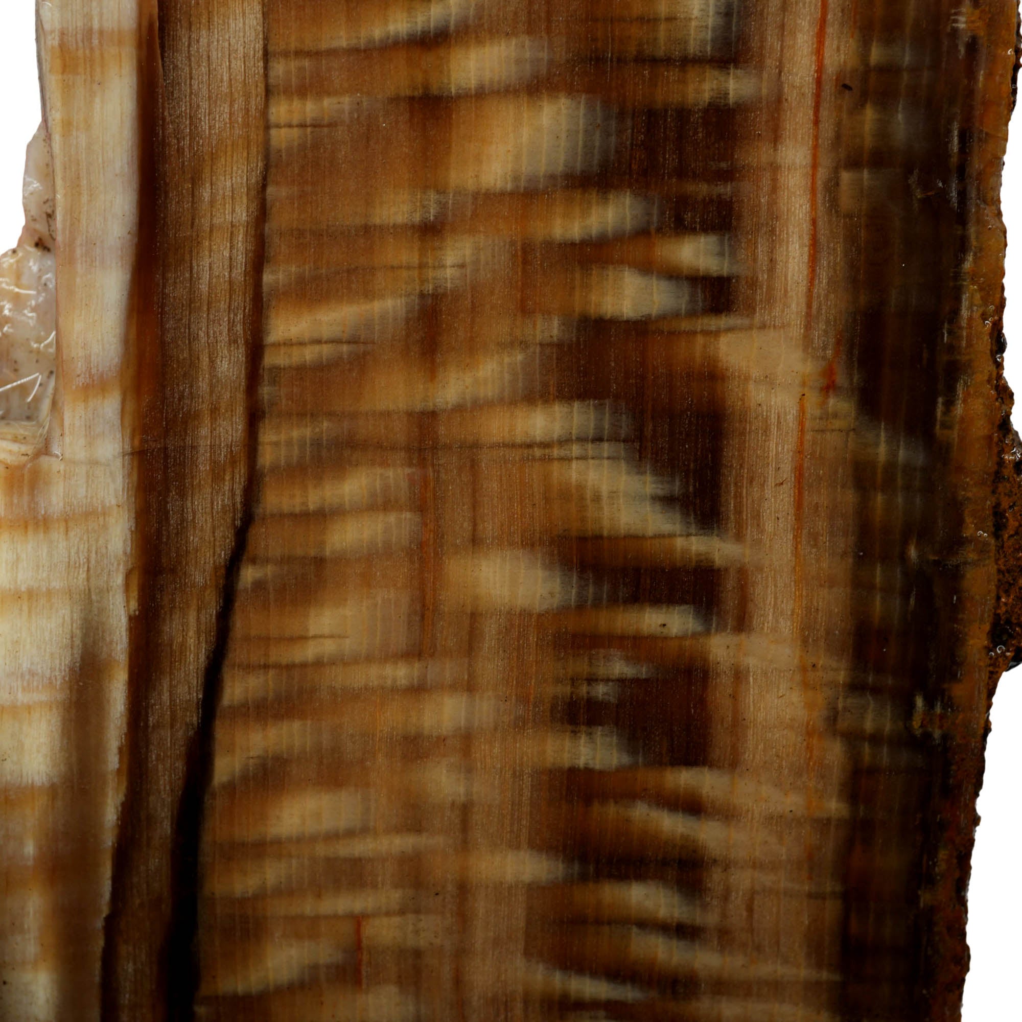 Badger Pocket Petrified Sycamore Wood Slab Prime Pattern Ultra Rare #3958-Photo5