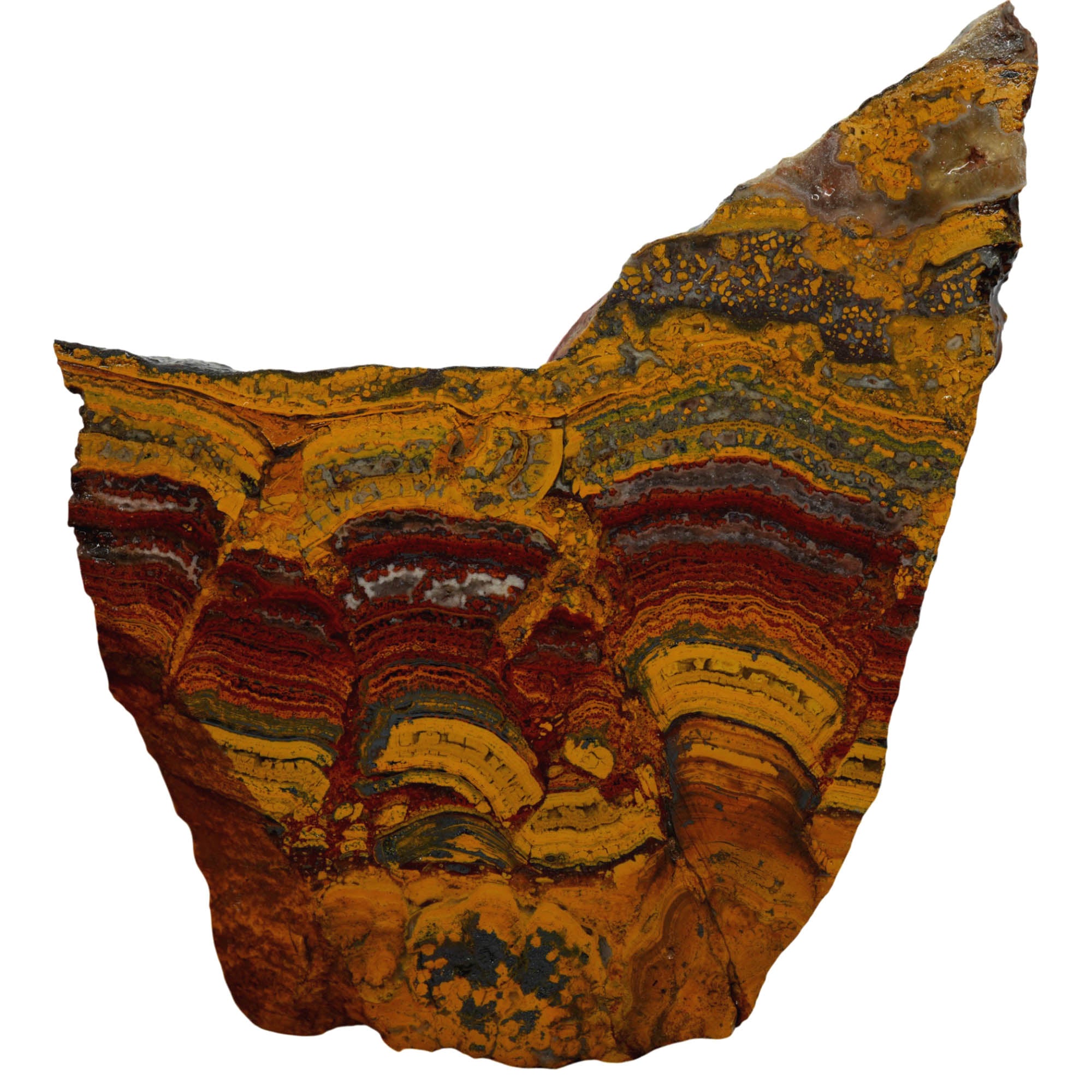 Apple Valley Jasper Slab - Red Flowering Hematite Stromatolites Sahara #3961-Photo4