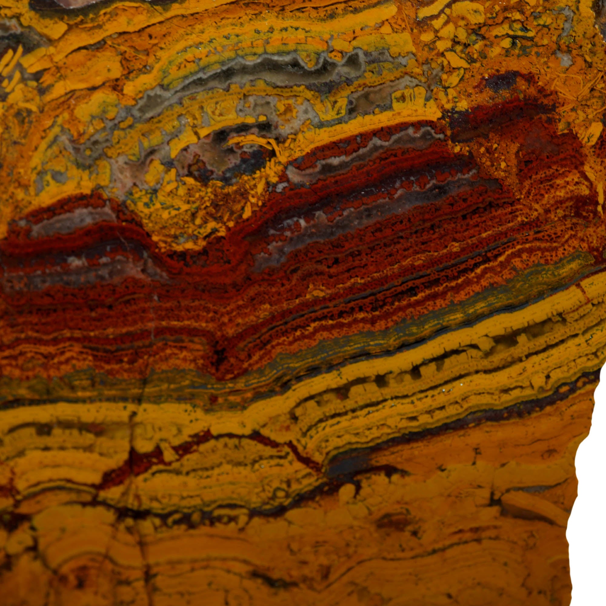 Apple Valley Jasper Slab - Red Flowering Hematite Stromatolites Sahara #3961-Photo6