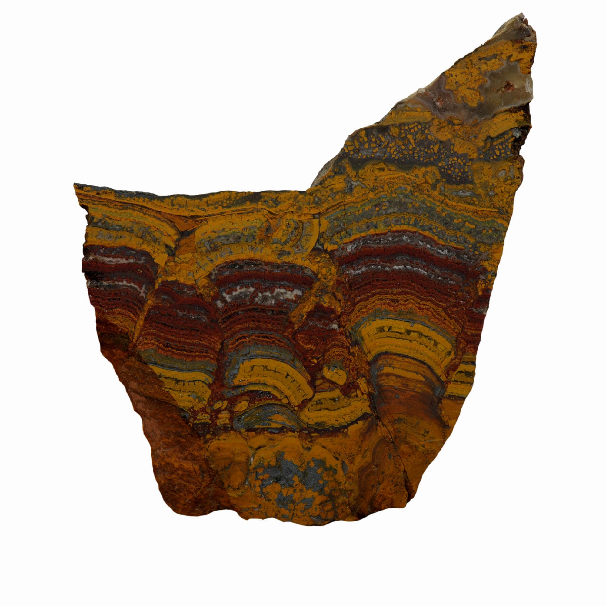 Apple Valley Jasper Slab Dry - Red Flowering Hematite Stromatolites Sahara #3961-Photo7