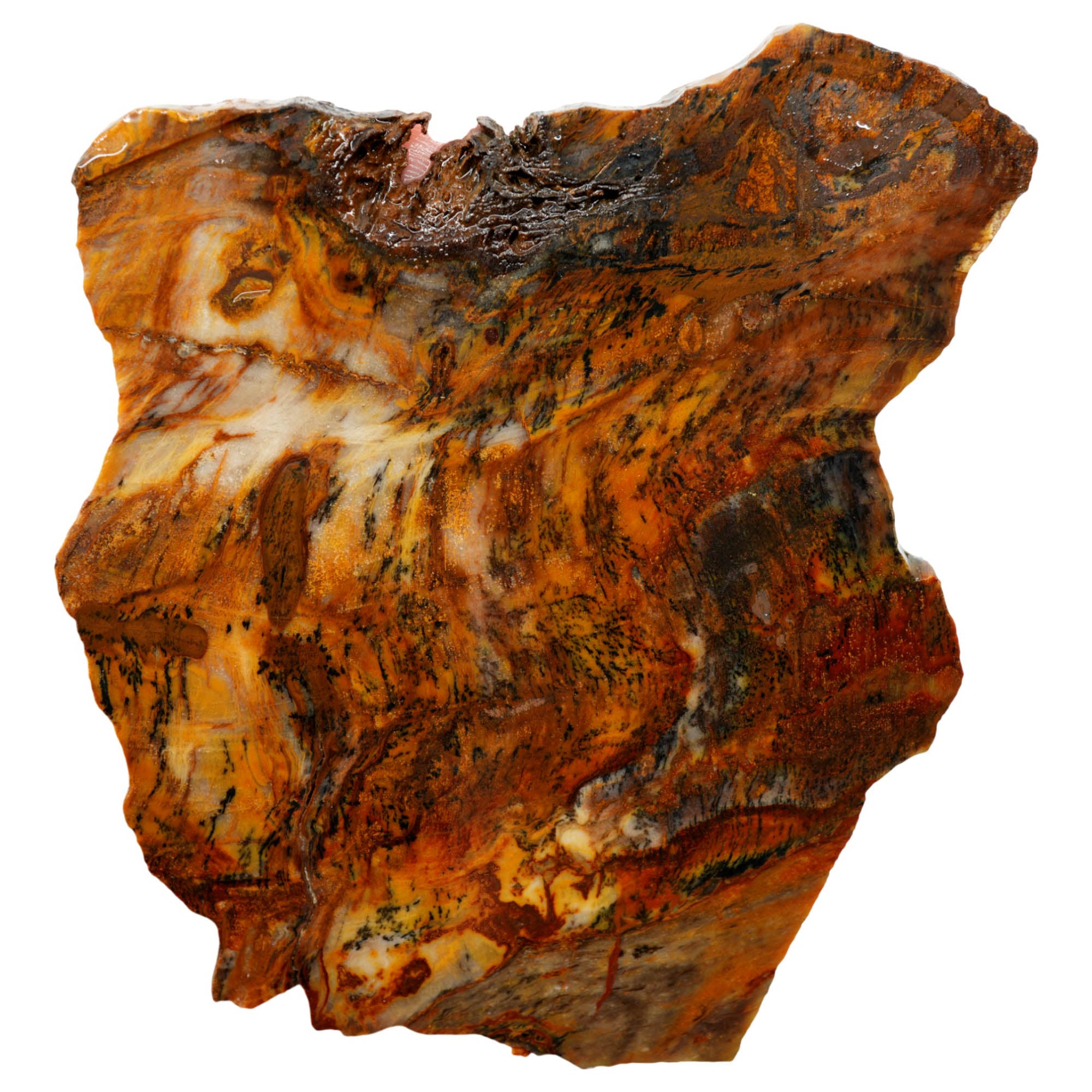 Mystery Petrified Wood Slab - Beautiful Unknown Origin Premium Specimen #3966-4
