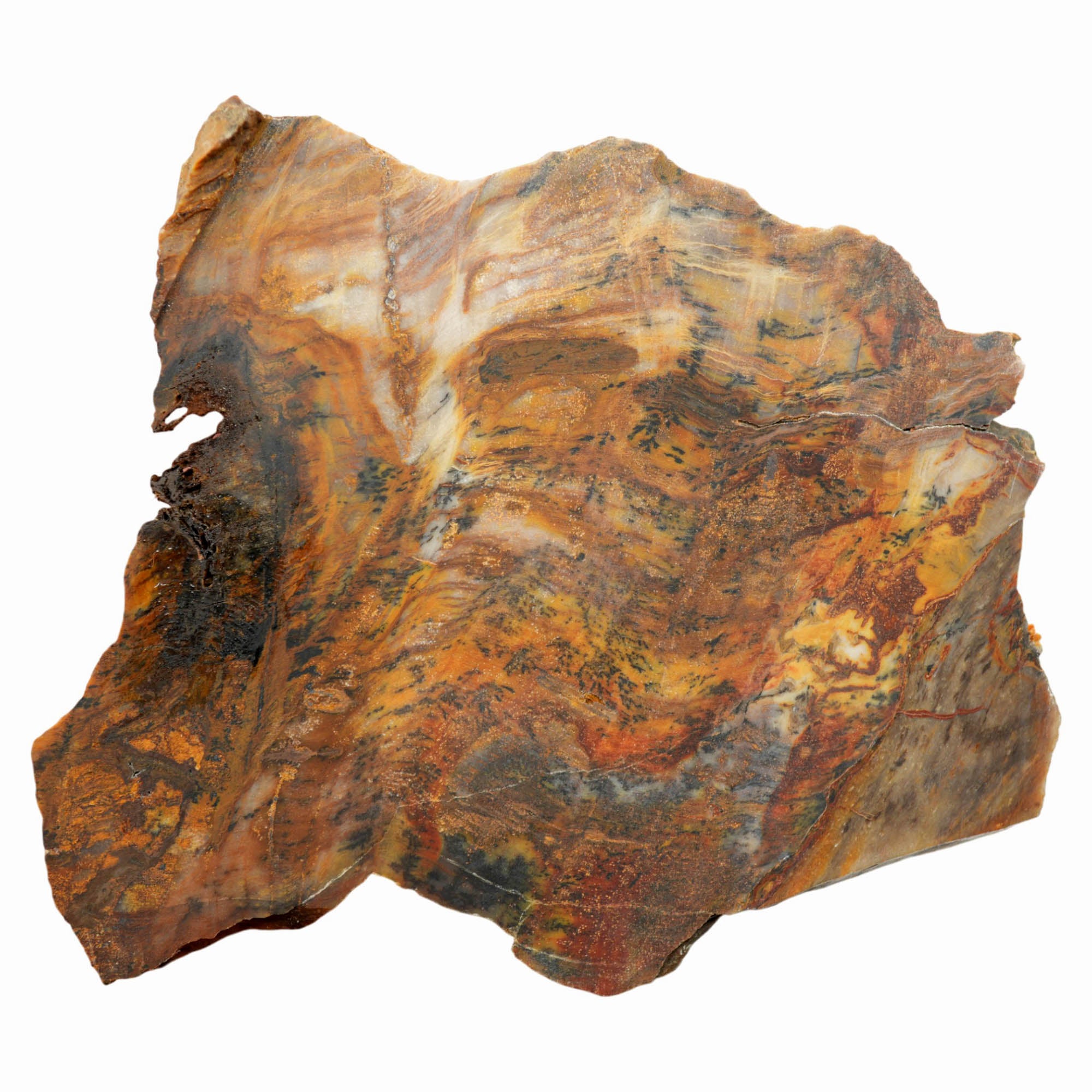 Mystery Petrified Wood Slab Dry - Beautiful Unknown Origin Premium Specimen #3966-5