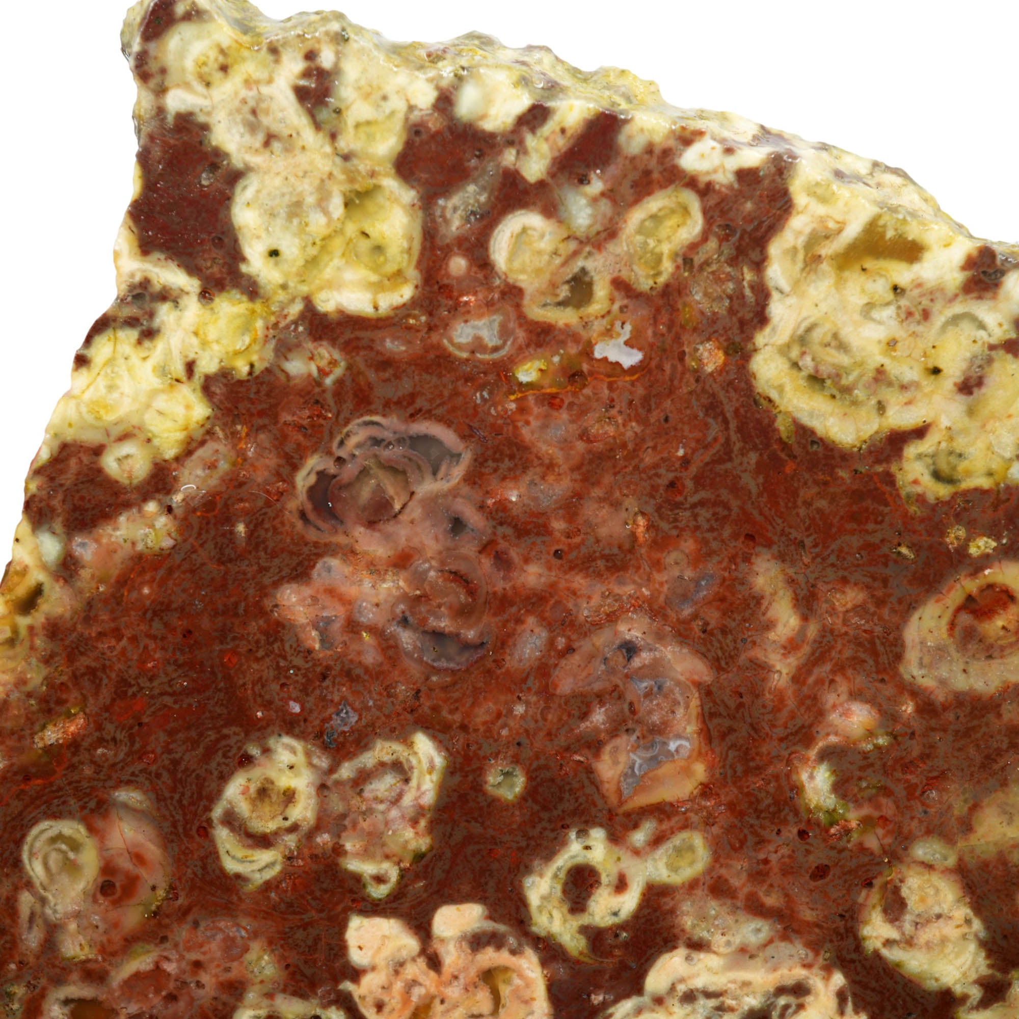 Mystery Rhyolite Slab – Thunderegg Bed Pattern Volcanic! #3968-Photo4