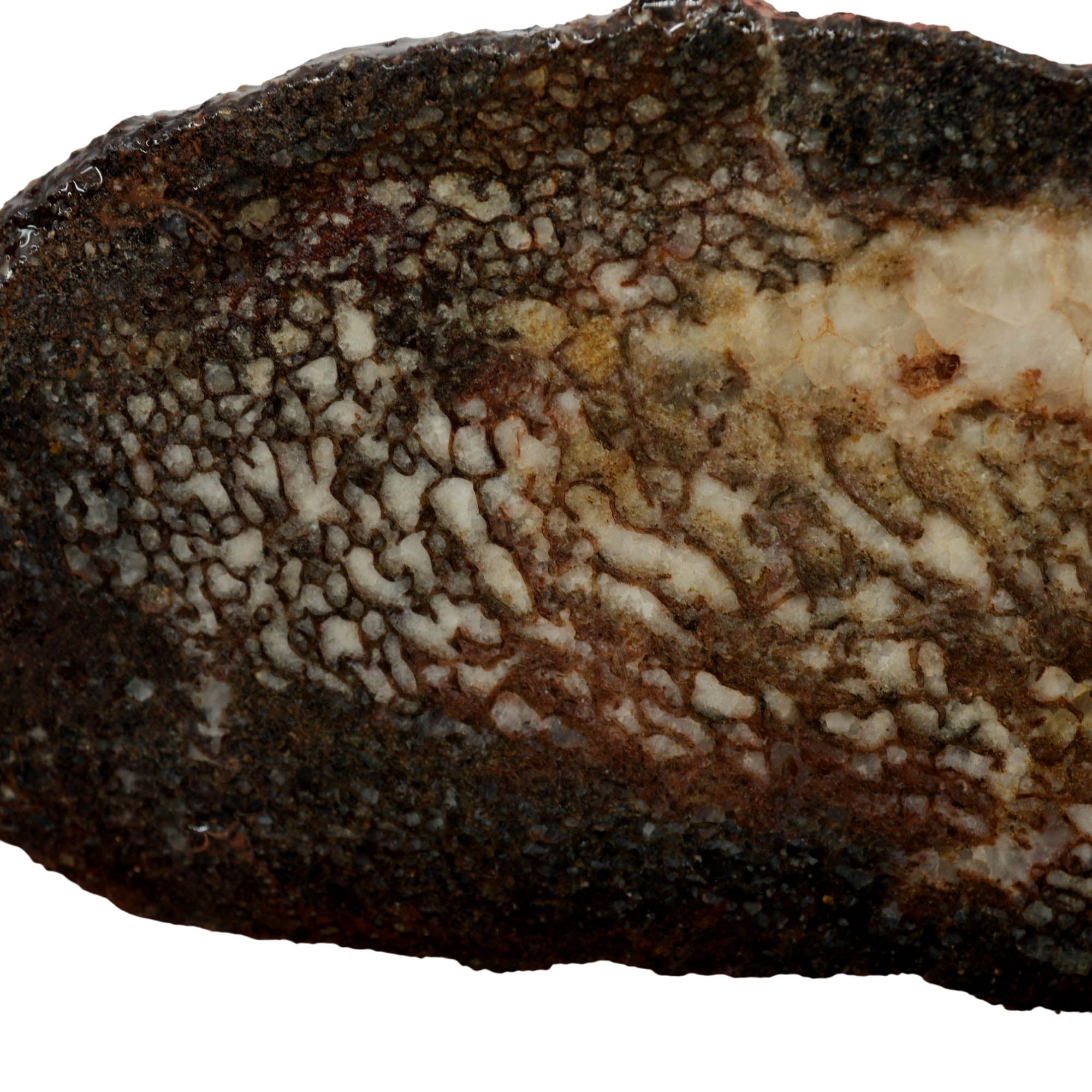 Gem Dinosaur Bone Slab – Visible Cell Structure Calcite Base! #3971-Photo2