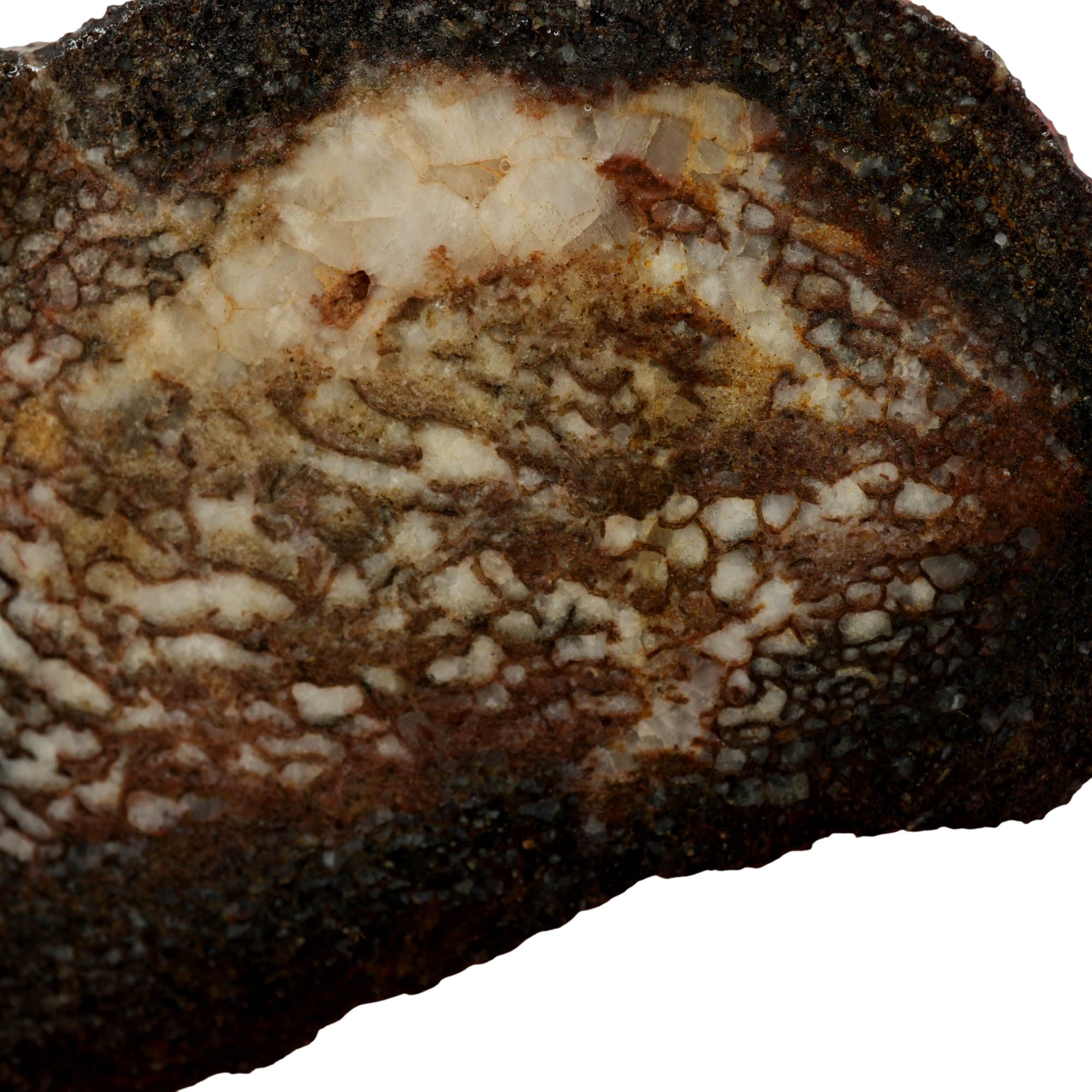 Gem Dinosaur Bone Slab – Visible Cell Structure Calcite Base! #3971-Photo3