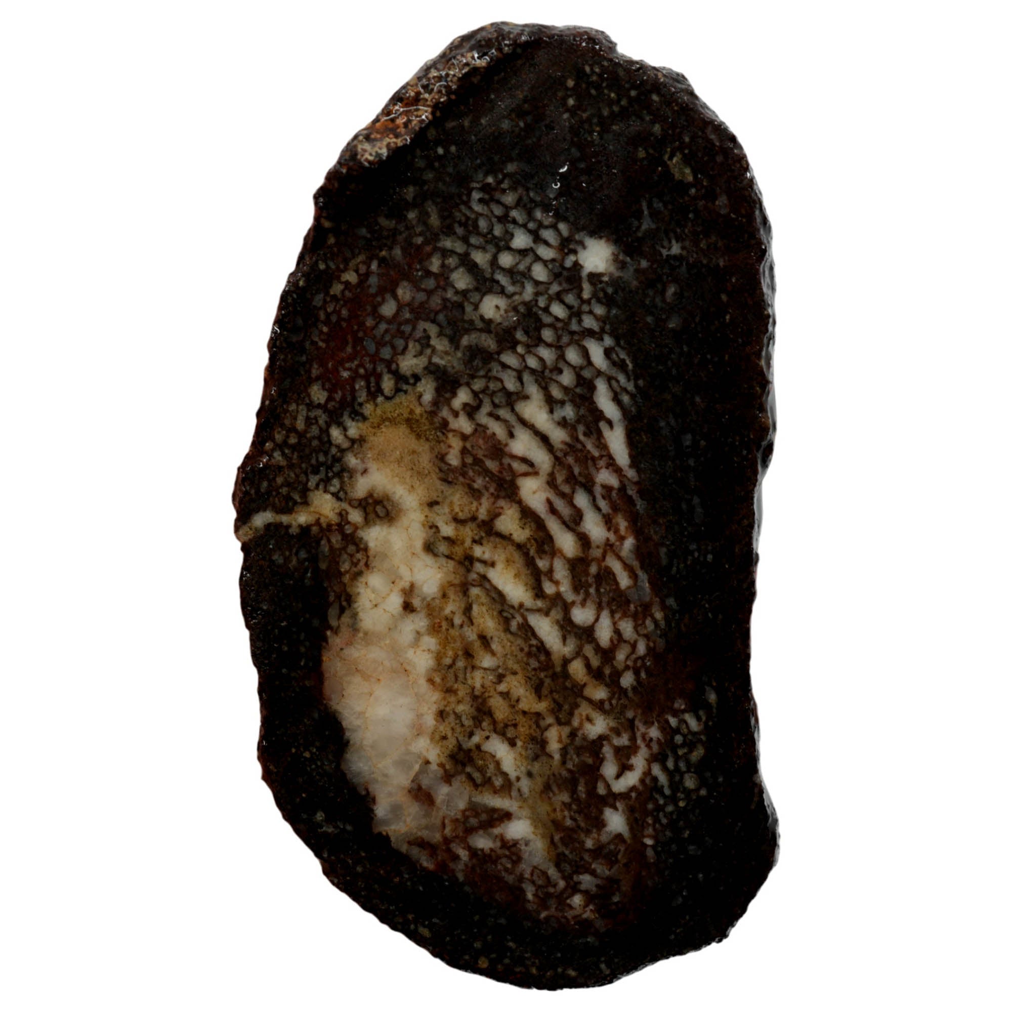 Gem Dinosaur Bone Slab – Visible Cell Structure Calcite Base! #3971-Photo4