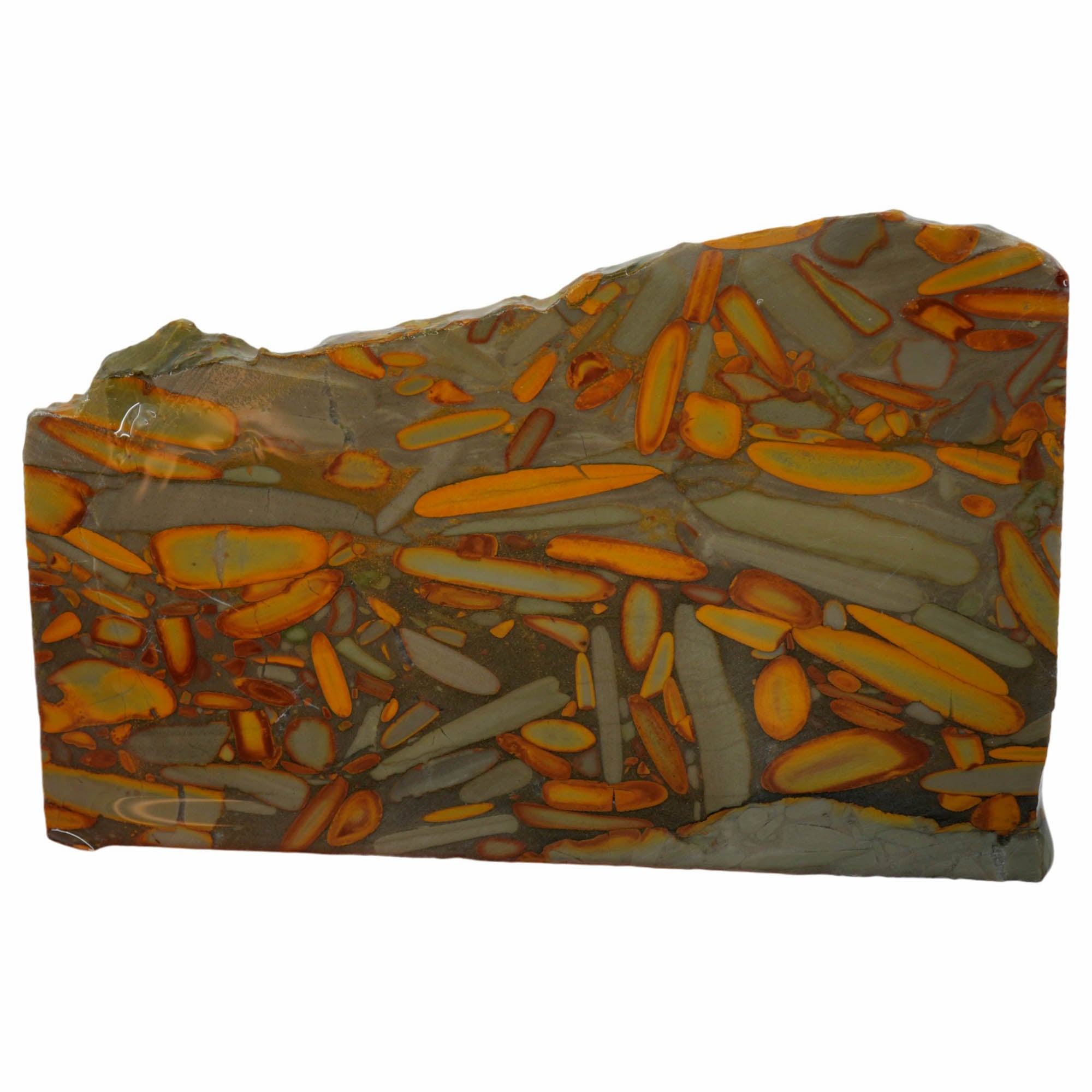 Bamboo Jasper Slab - Elongated Bamboo Pattern Indonesia Fossil #3973-Photo1