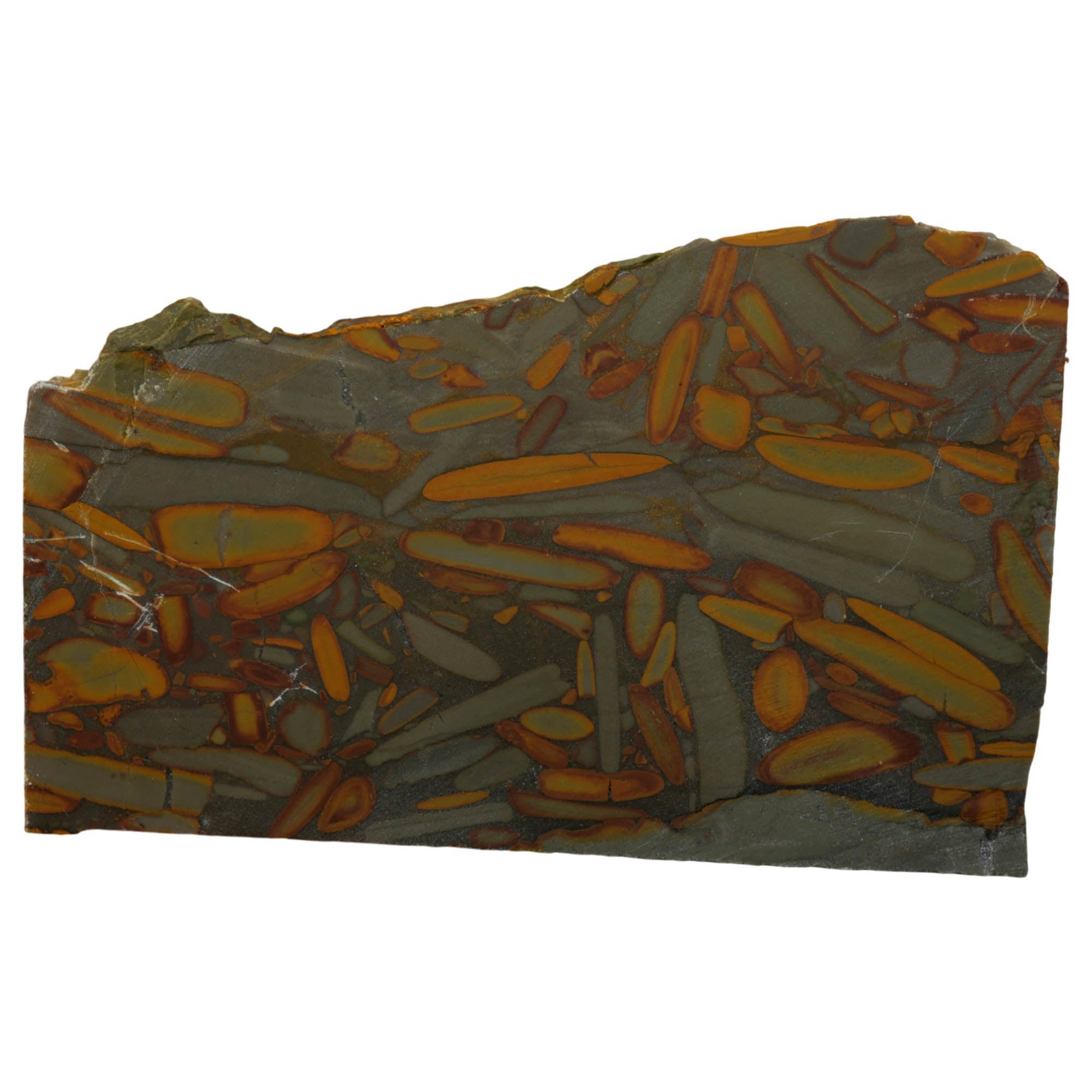 Bamboo Jasper Slab Dry - Elongated Bamboo Pattern Indonesia Fossil #3973-Photo4