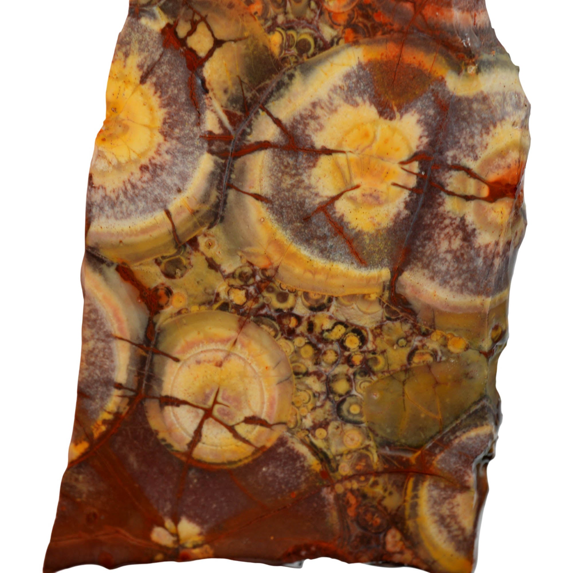 Birdseye Rhyolite Slab – Orbicular Eye Pattern High Silica! #3976-Photo2