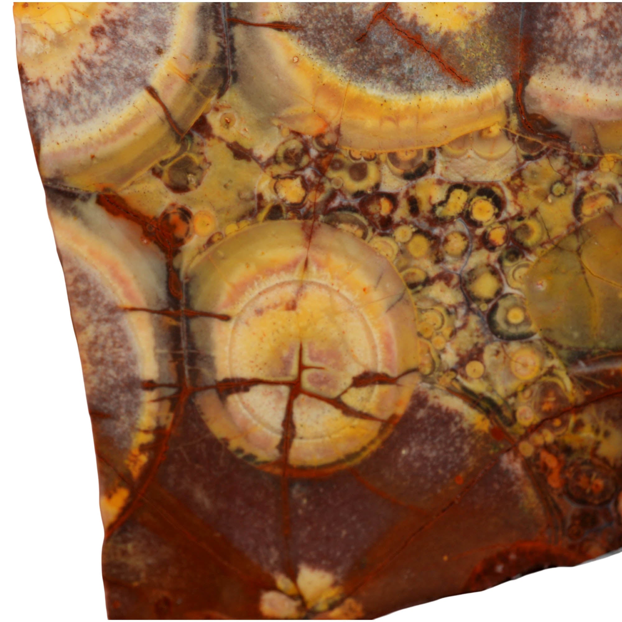 Birdseye Rhyolite Slab – Orbicular Eye Pattern High Silica! #3976-Photo3