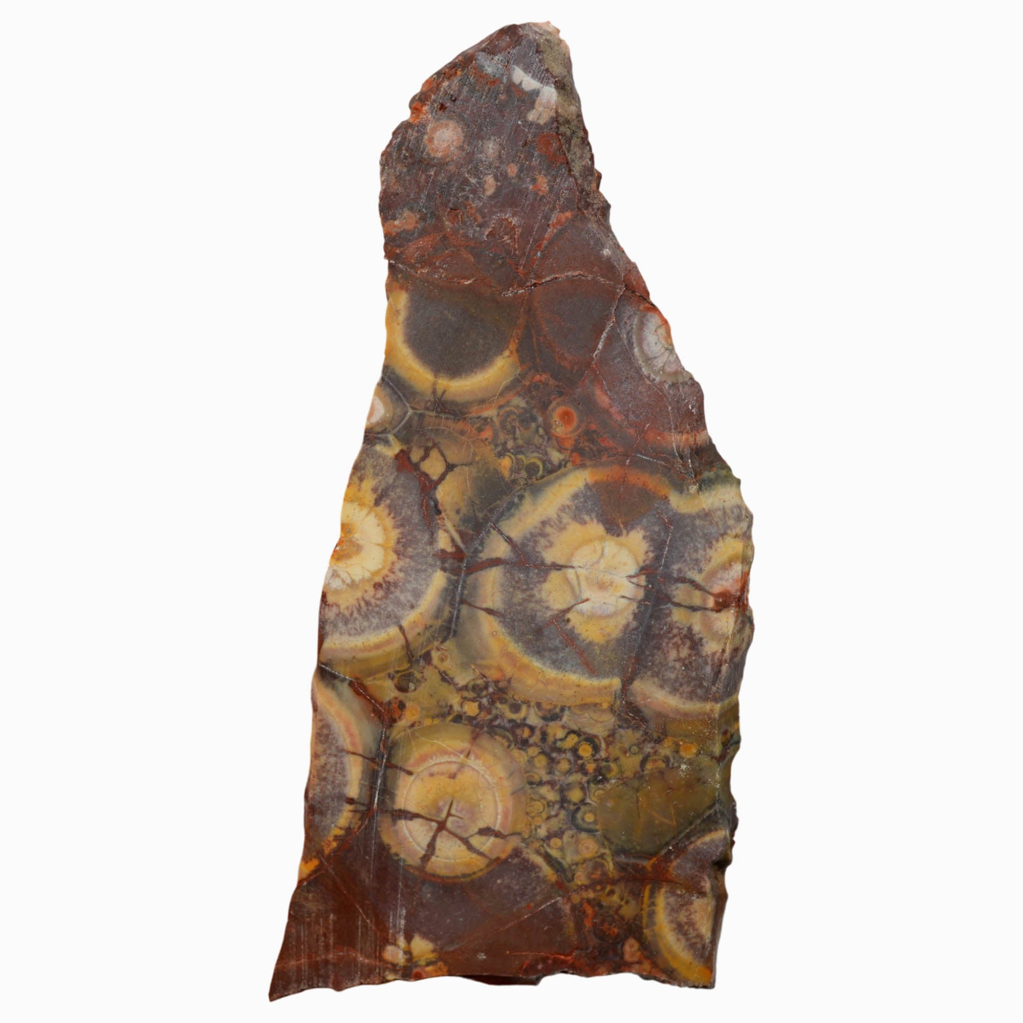 Birdseye Rhyolite Slab Dry – Orbicular Eye Pattern High Silica! #3976-Photo5