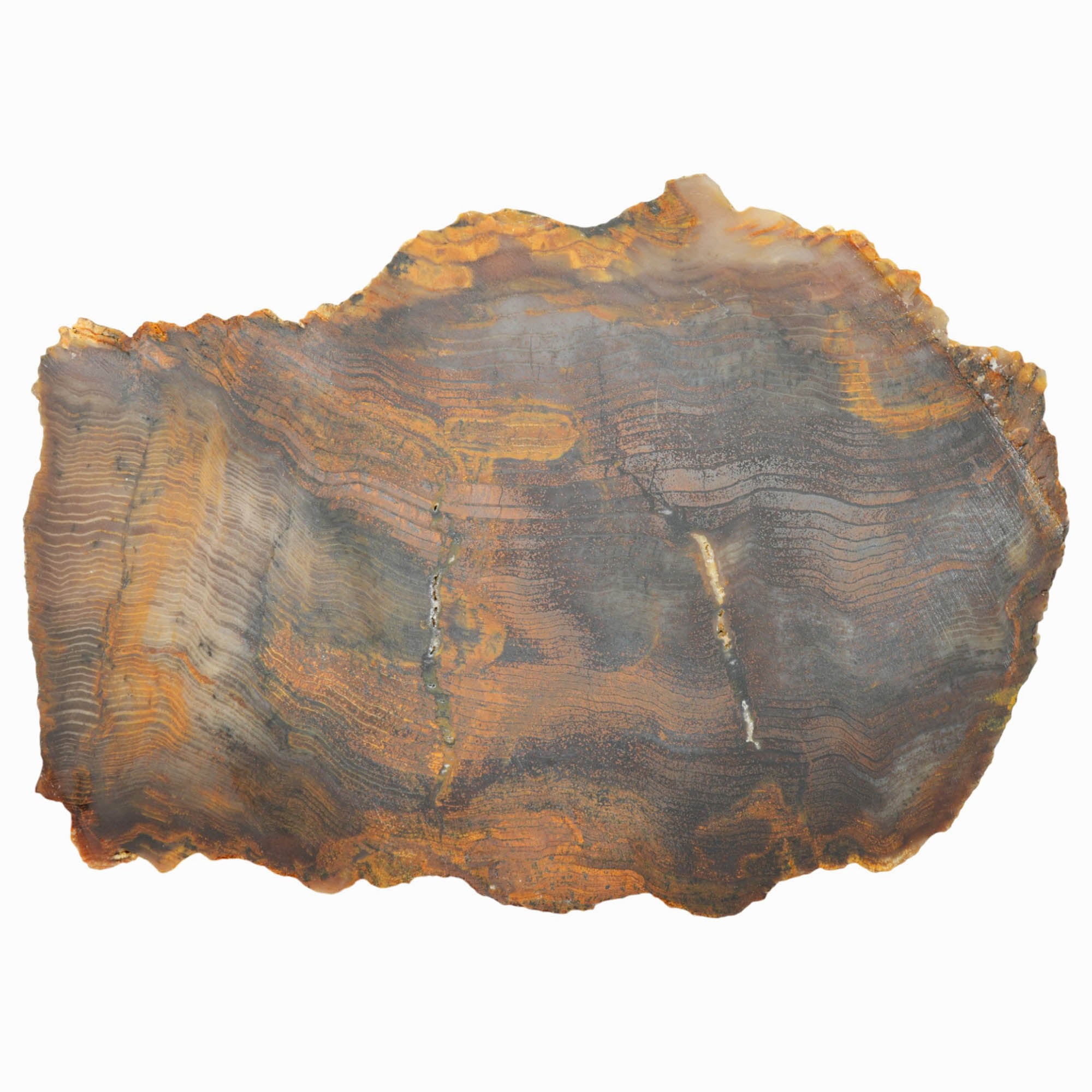 Mystery Petrified Wood Slab Dry - Hematite Herringbone Rustic Orange! #3981-Photo6