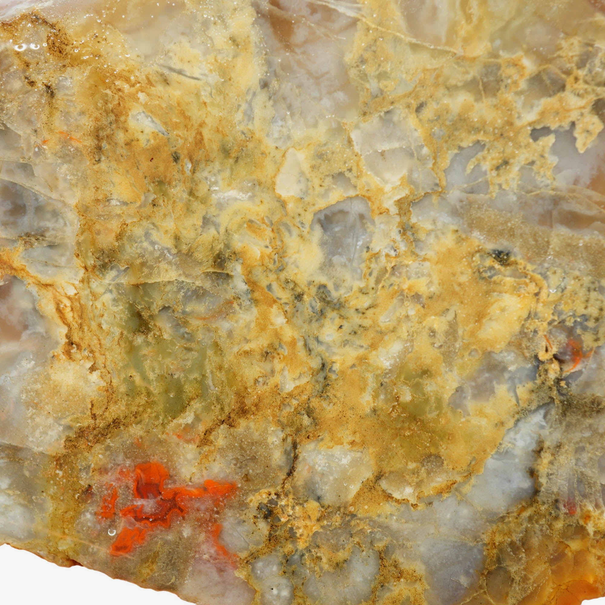 Coprolite Slab - Wispy Cream Agate Pattern Morrison Formation Utah #3983-Photo2