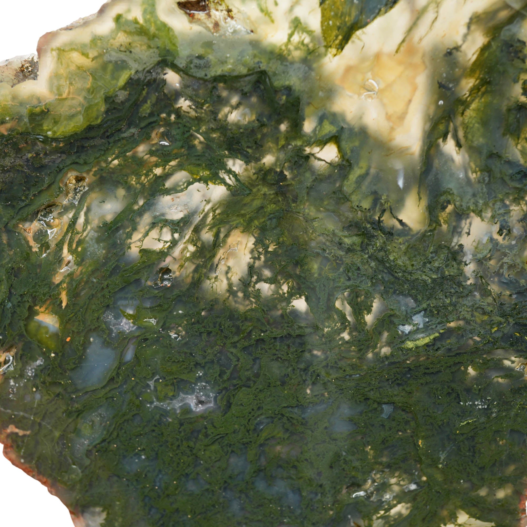 Maury Mountain Moss Agate Slab - Vivid Green Moss Translucent! #3985-Photo5