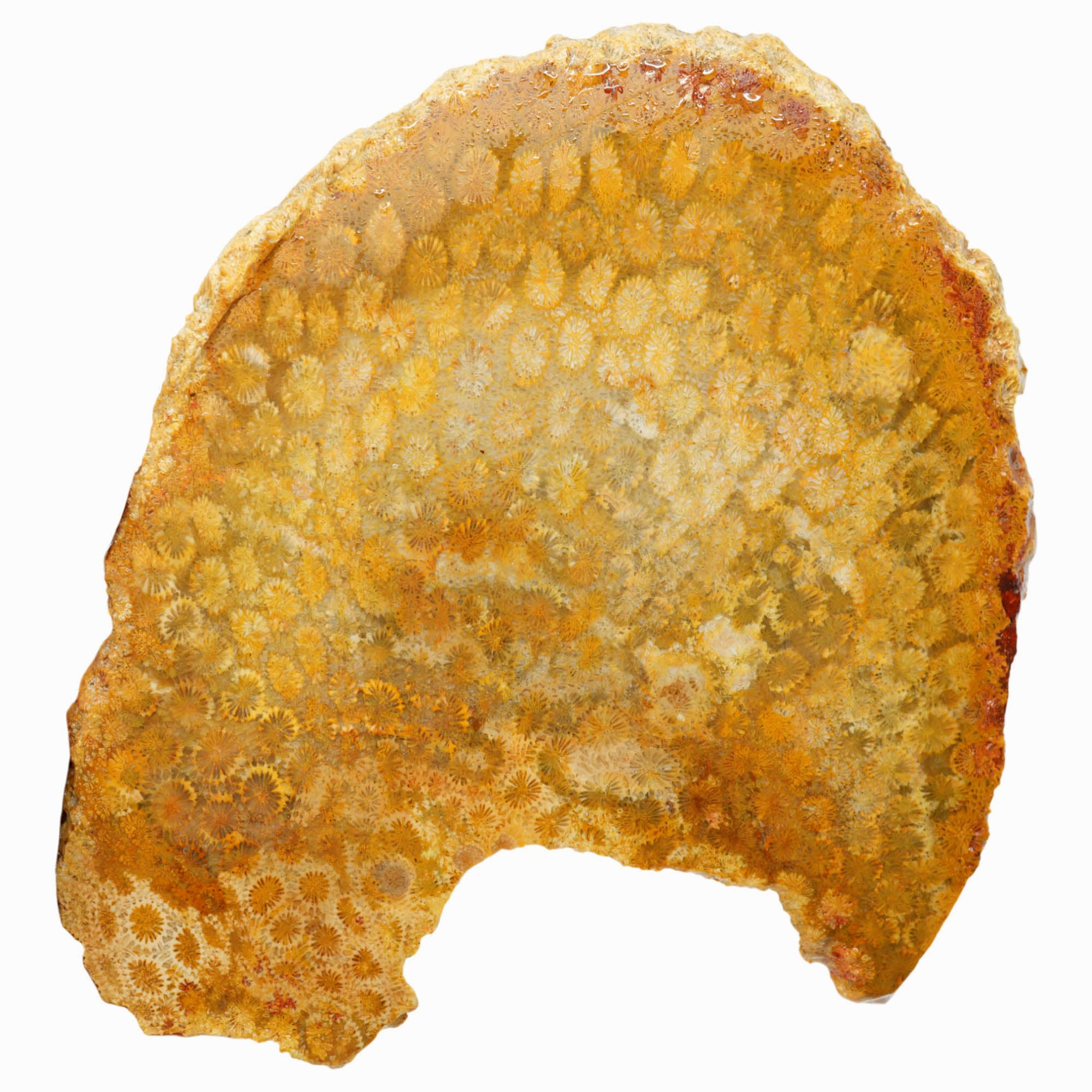 Indonesian Fossil Coral Slab - Butterscotch Flowers - Large Slab
